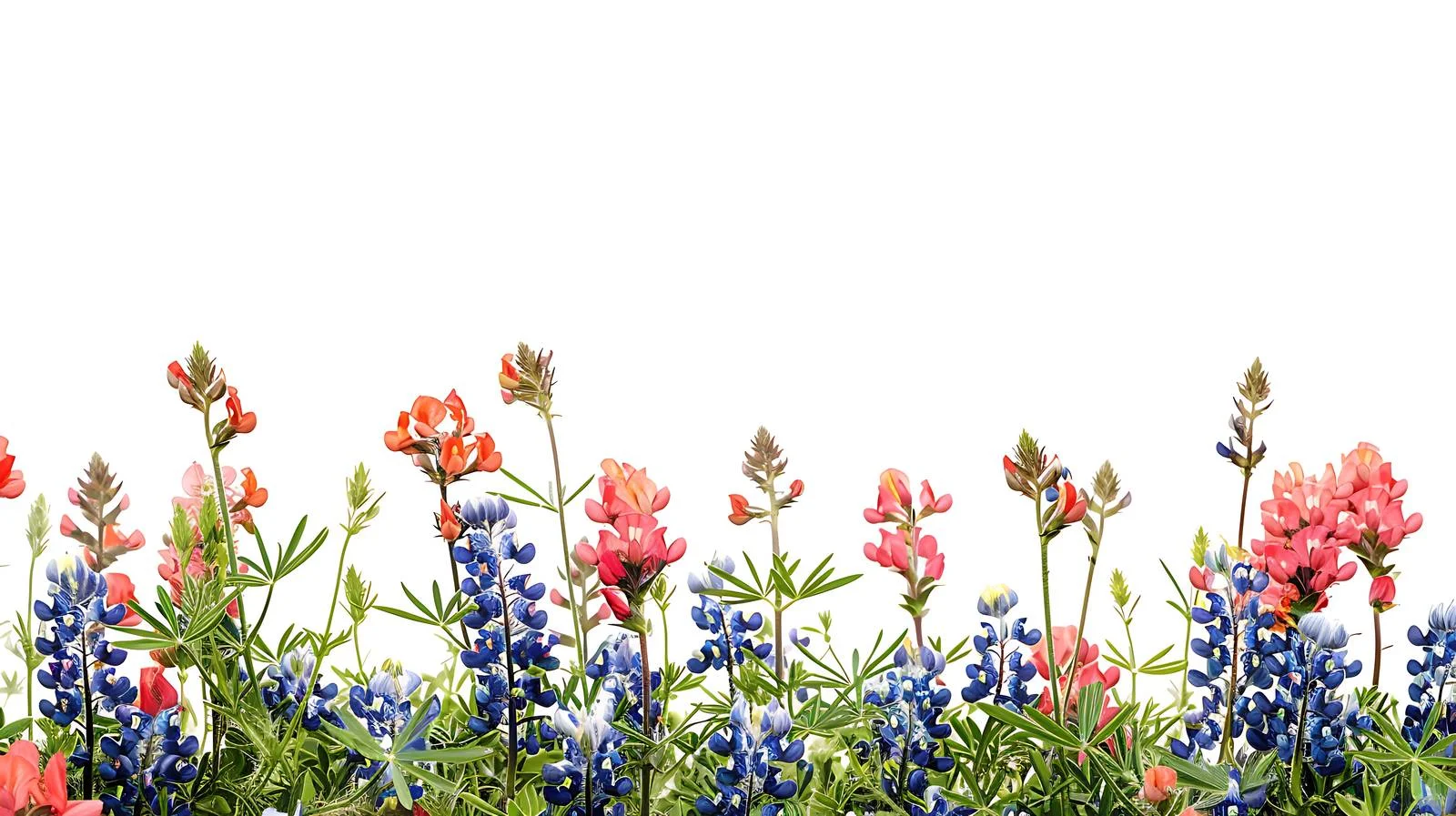 Vibrant Wildflower Blooms in Low Angle View — free download from Dotvec