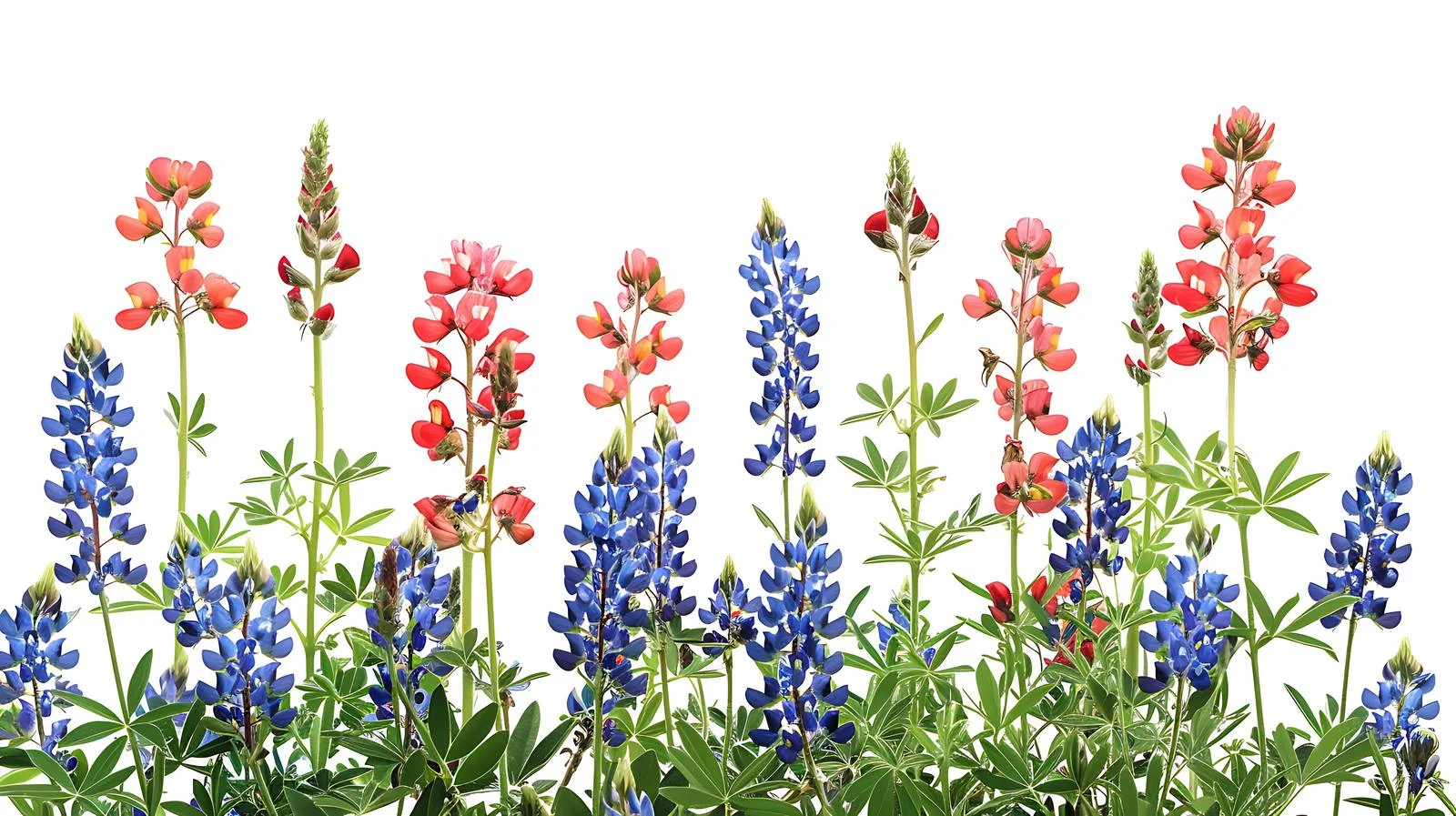 Vibrant Wildflowers in Low Angle View — free download from Dotvec