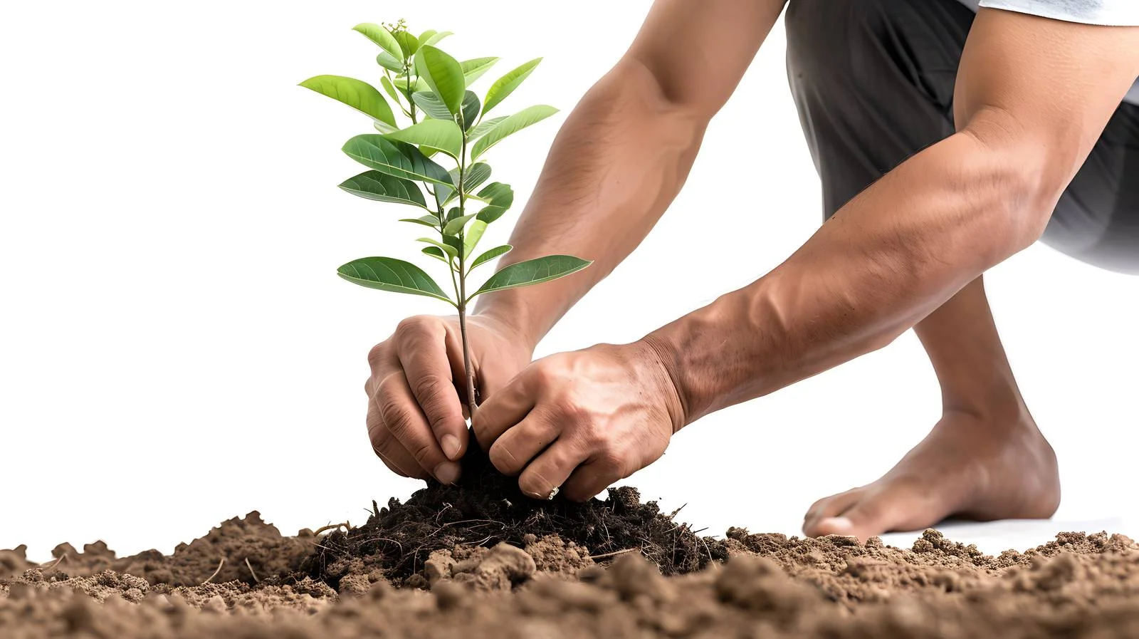 Planting Small Tamarind Tree on Farm — free download from Dotvec