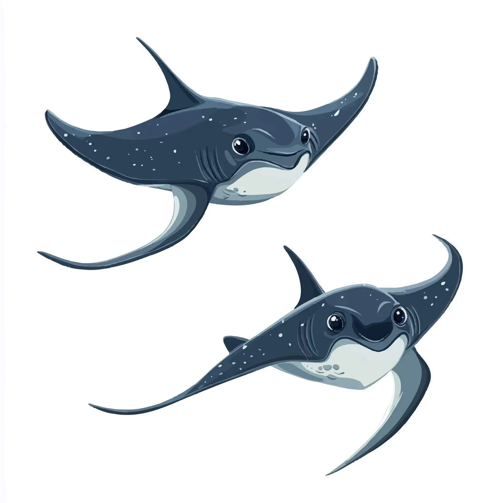 Cartoon Manta Rays Vector Illustration – free marine biodiversity image from Dotvec