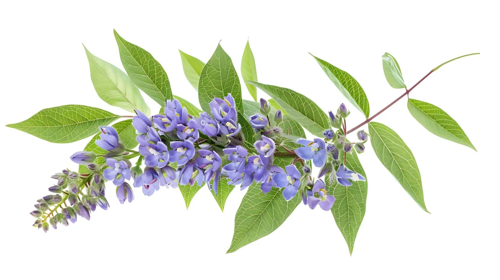 Vitex Agnus-Castus Healing Plant Leaves — free download from Dotvec