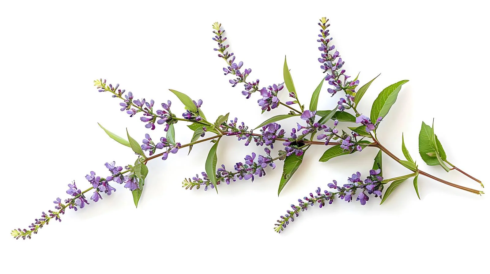Vitex Agnus-Castus Healing Plant Image — free download from Dotvec