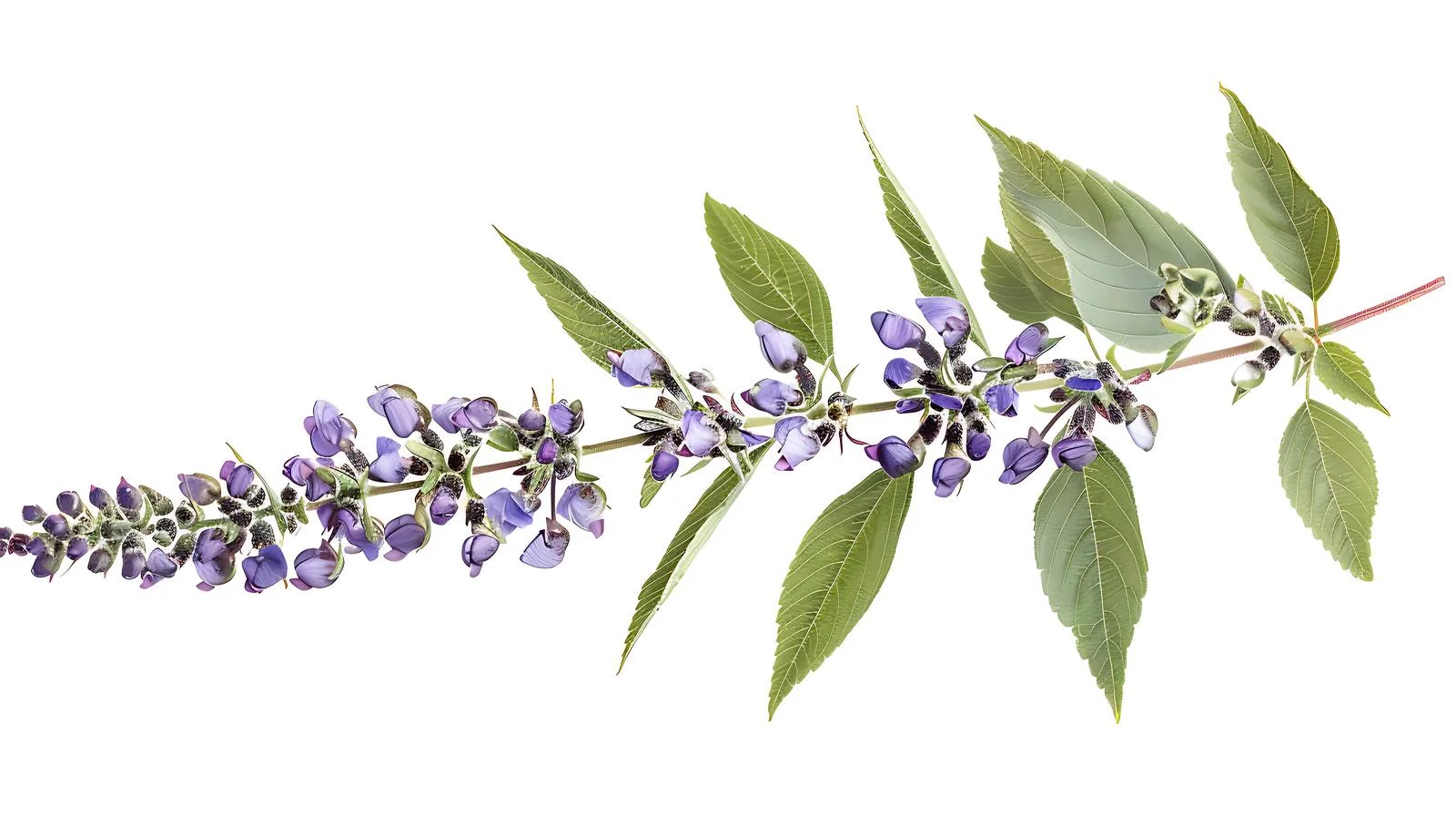 Vitex Agnus-Castus Medicinal Plant Leaves — free download from Dotvec