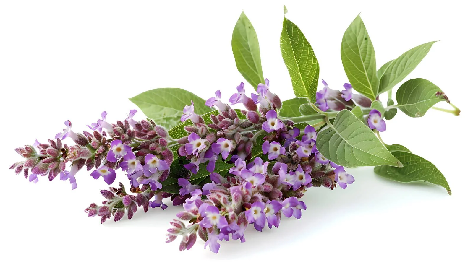 Vitex Agnus-Castus Healing Plant — free download from Dotvec
