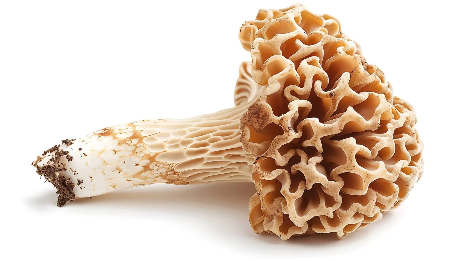 Isolated Morel Mushroom on White Background — free download from Dotvec