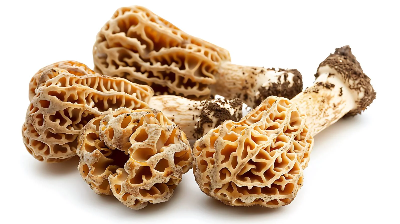 Fresh Morel Mushroom on White Background — free download from Dotvec