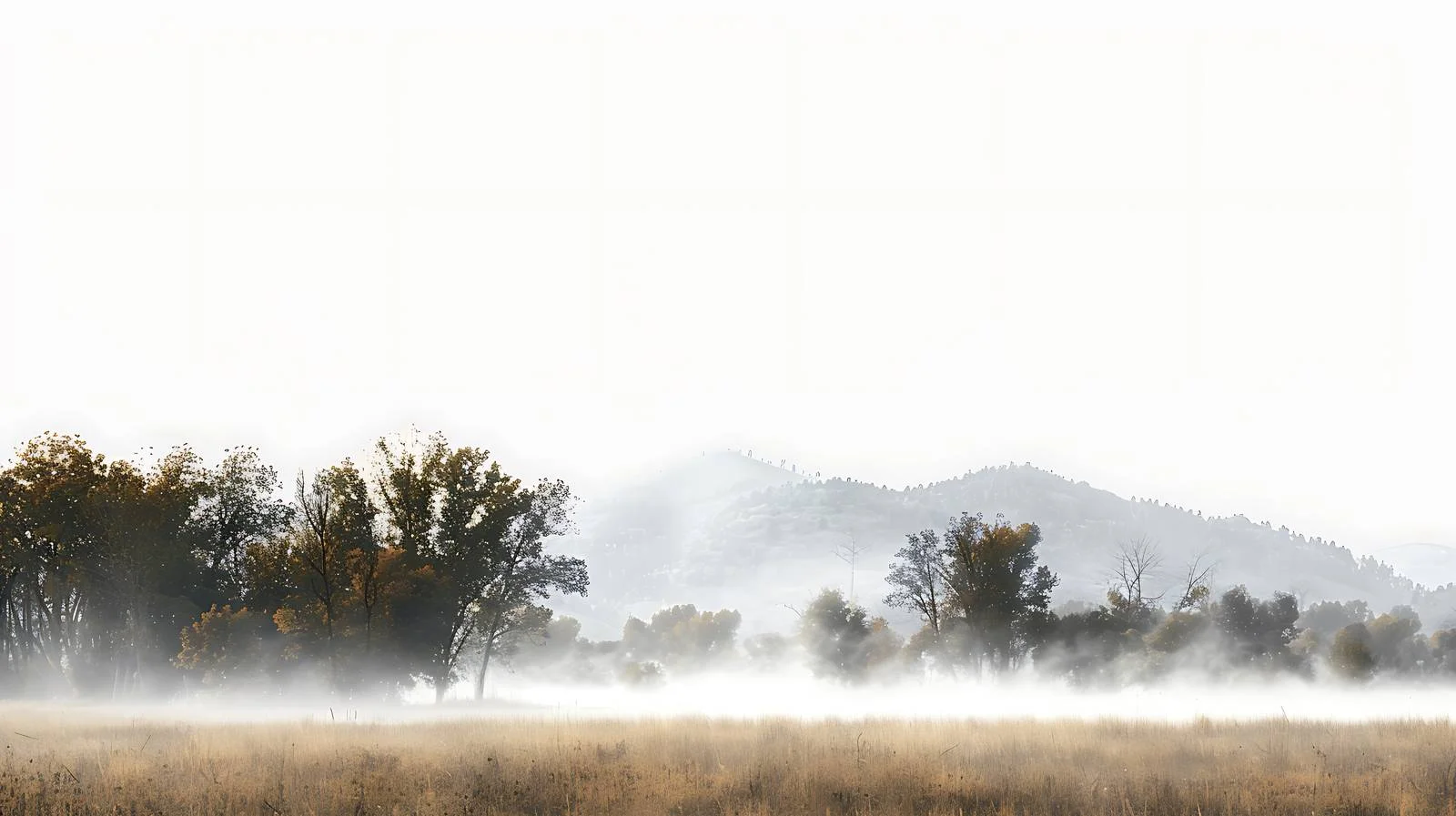 Peaceful Morning Fog Over Isolated Field — free download from Dotvec