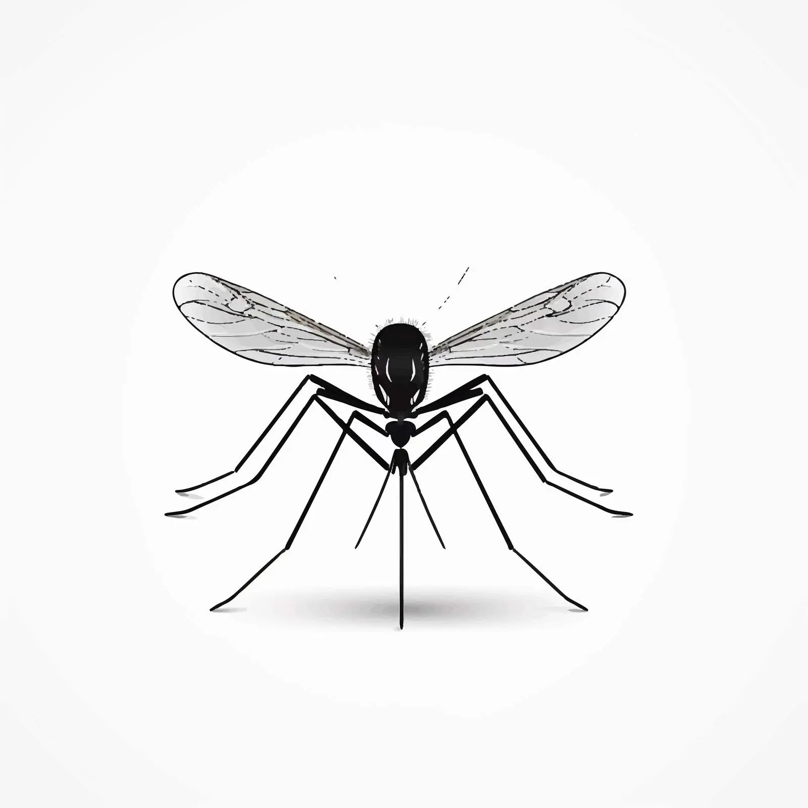Mosquito Line Vector Illustration on White Background — free download from Dotvec