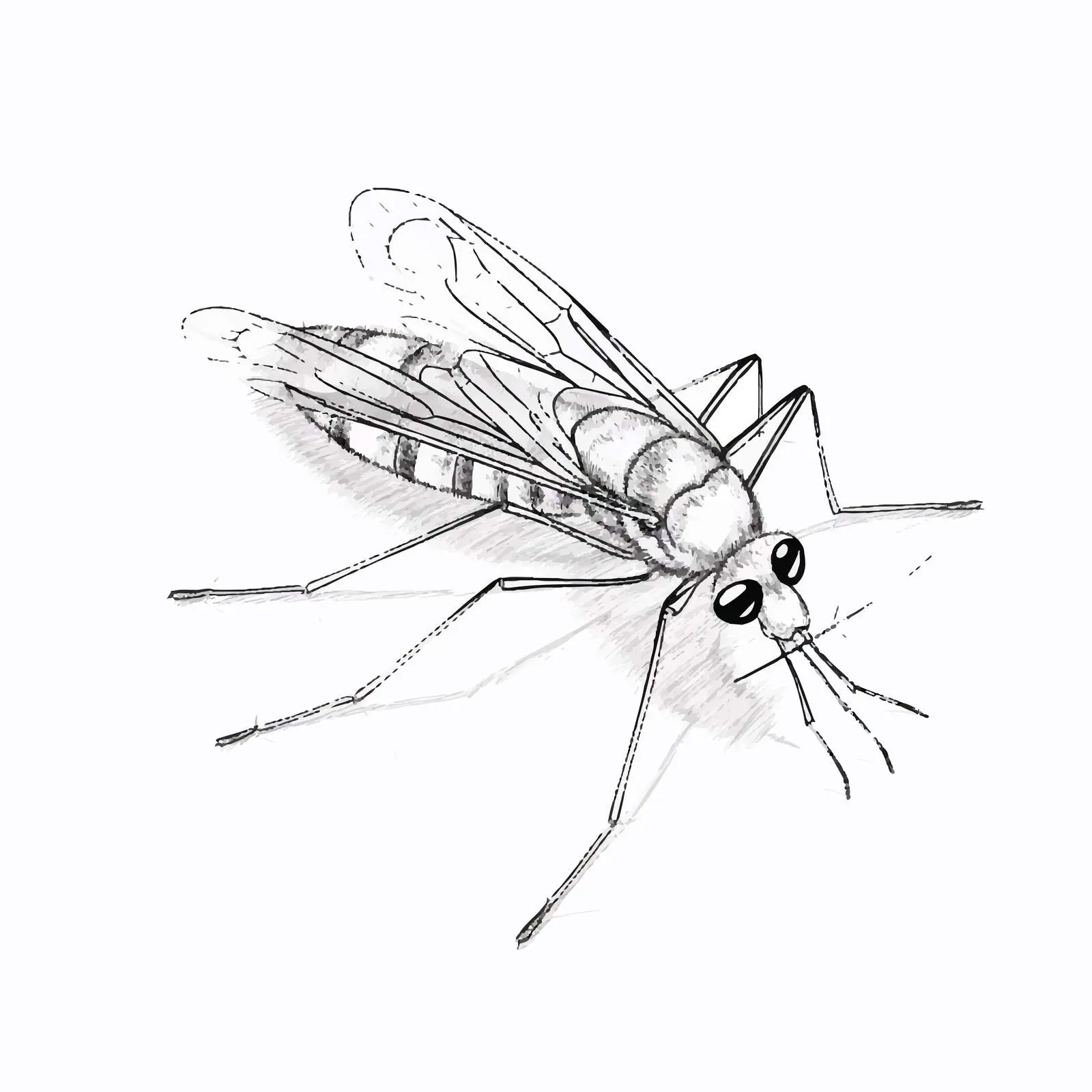 Mosquito Outline Vector Illustration on White Background — free download from Dotvec