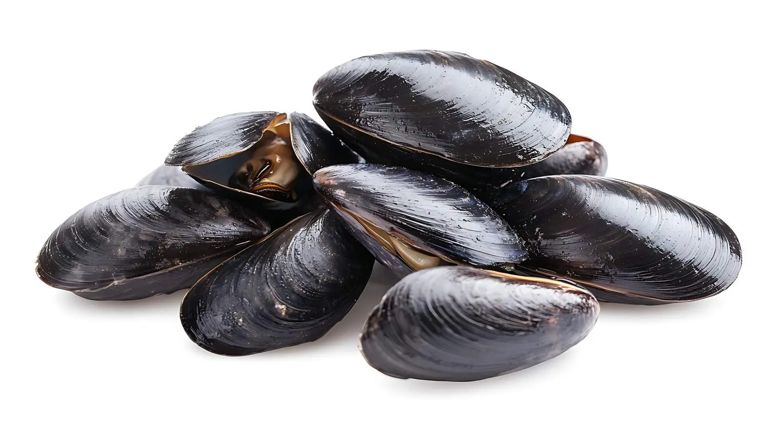 Fresh Mussels on White Background — free download from Dotvec