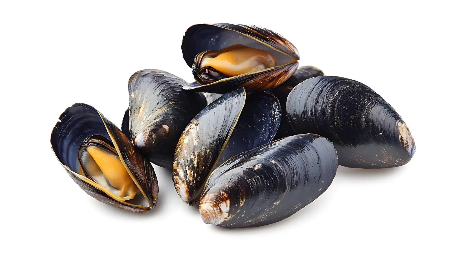 Fresh Mussels on White Background — free download from Dotvec