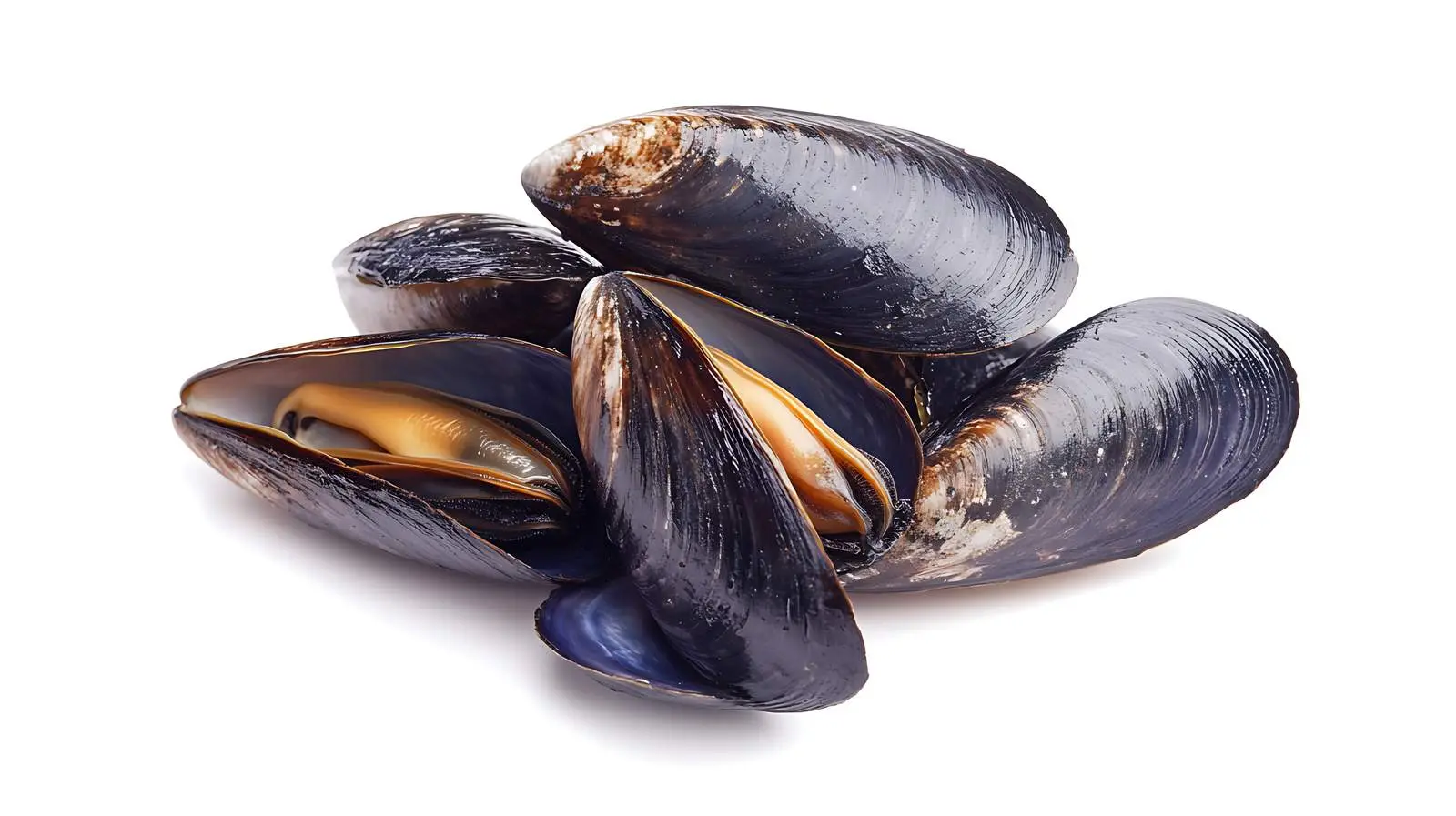 Fresh Mussels on White Background — free download from Dotvec