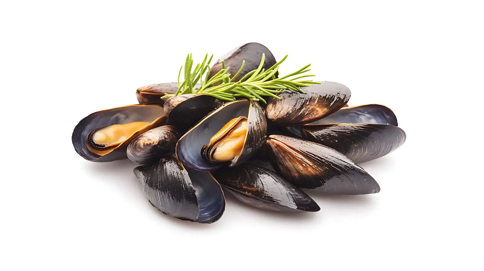 Fresh Mussels on White Background — free download from Dotvec