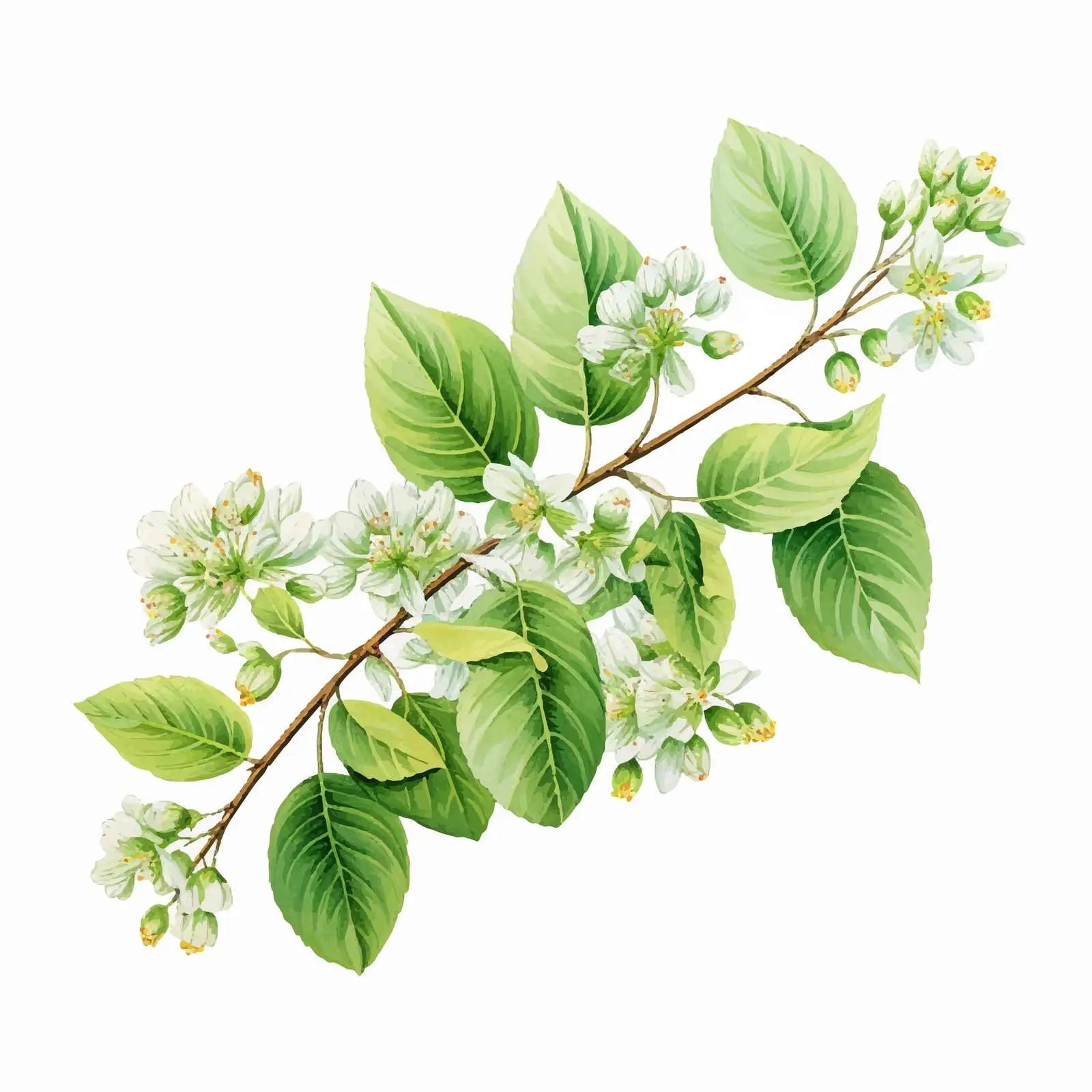 Linden Sprig Detailed Vector Illustration — free download from Dotvec