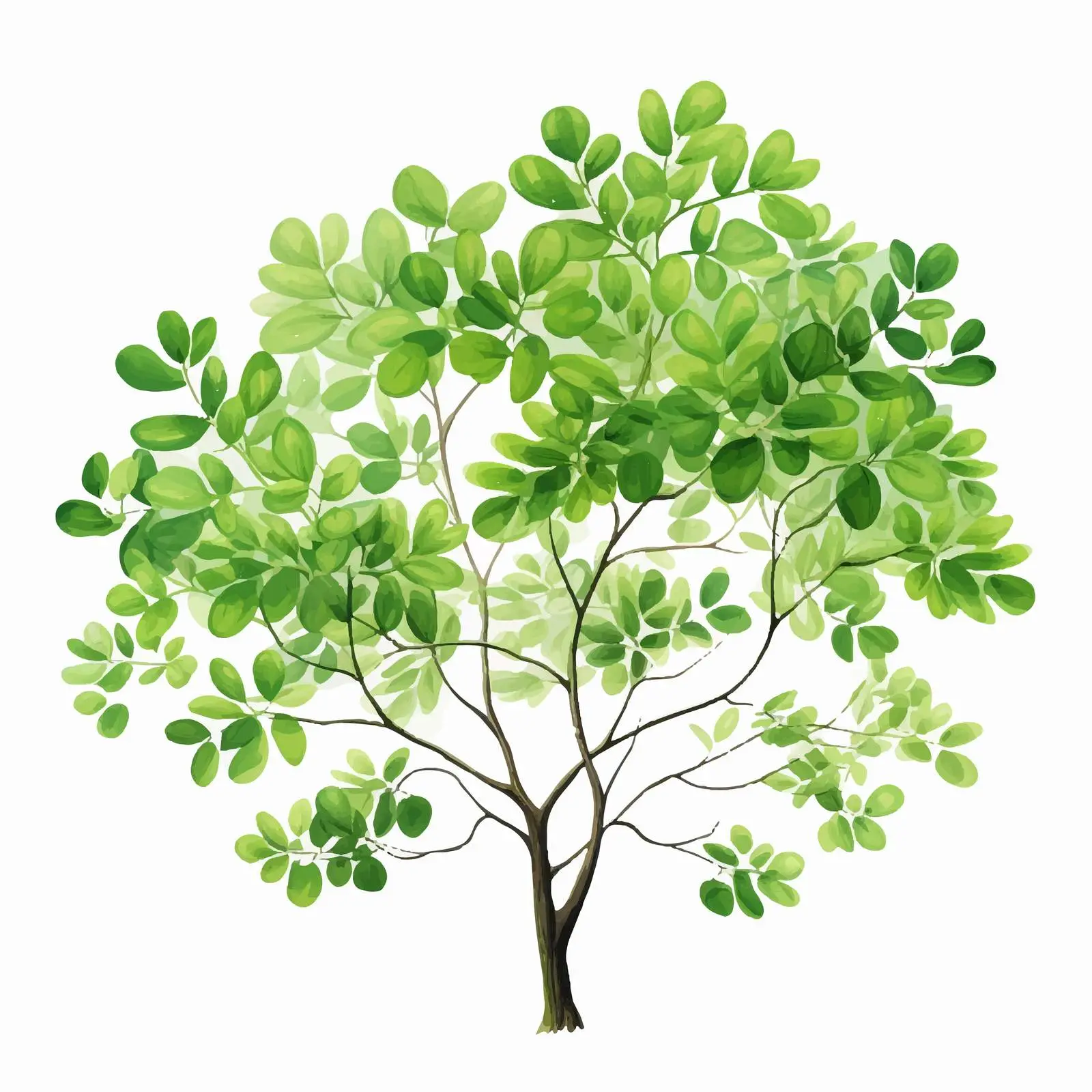 Natural Drawing of Moringa Oleifera Tree — free download from Dotvec