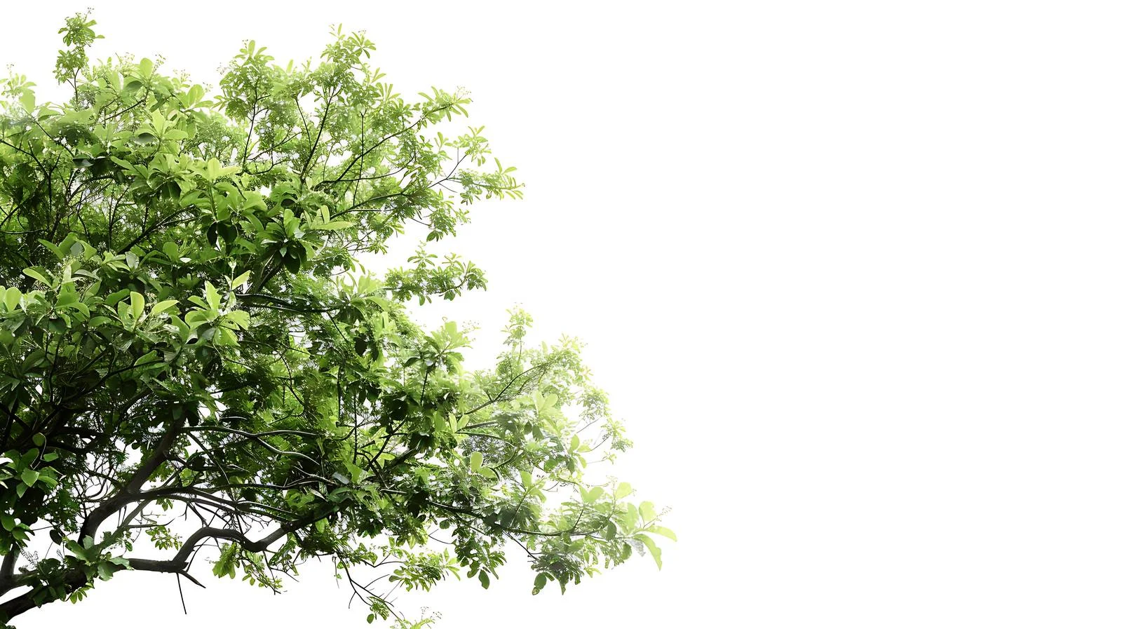 Serene Nature on White Background – free ar 169 image from Dotvec