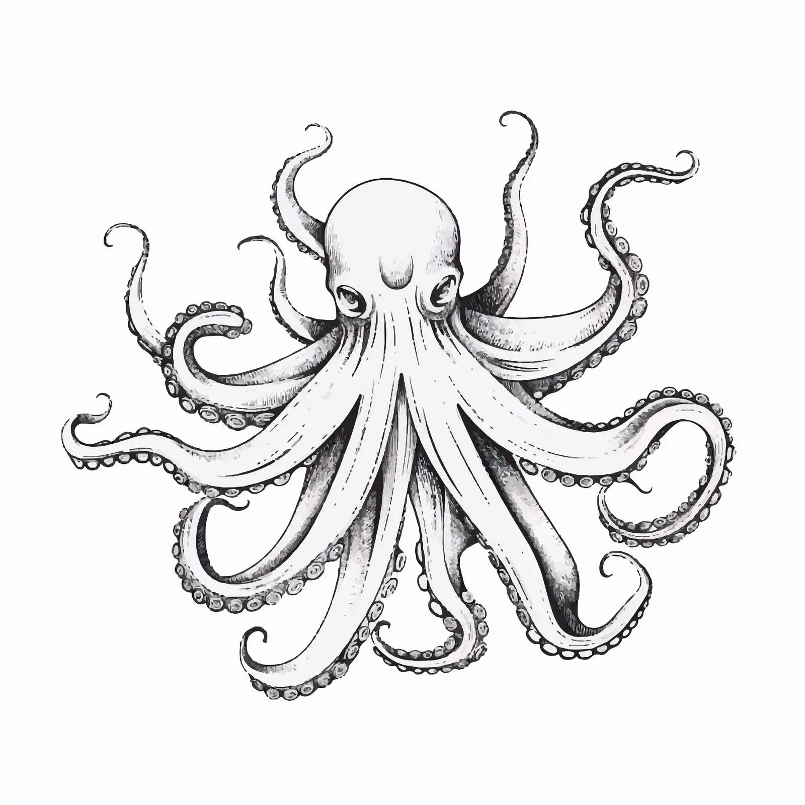 Octopus Line Vector Illustration on White Background – free octopus image from Dotvec