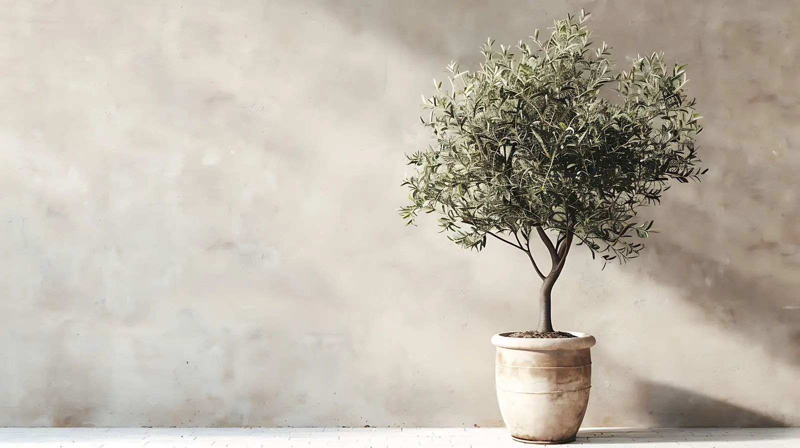 Olive Tree in Pot by Beige Wall — free download from Dotvec