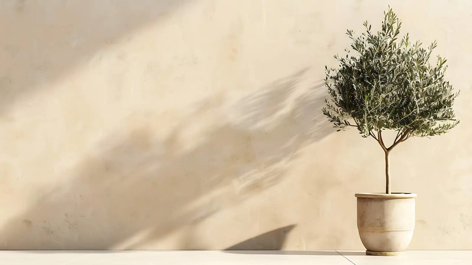 Olive Tree in Pot Against Beige Wall — free download from Dotvec