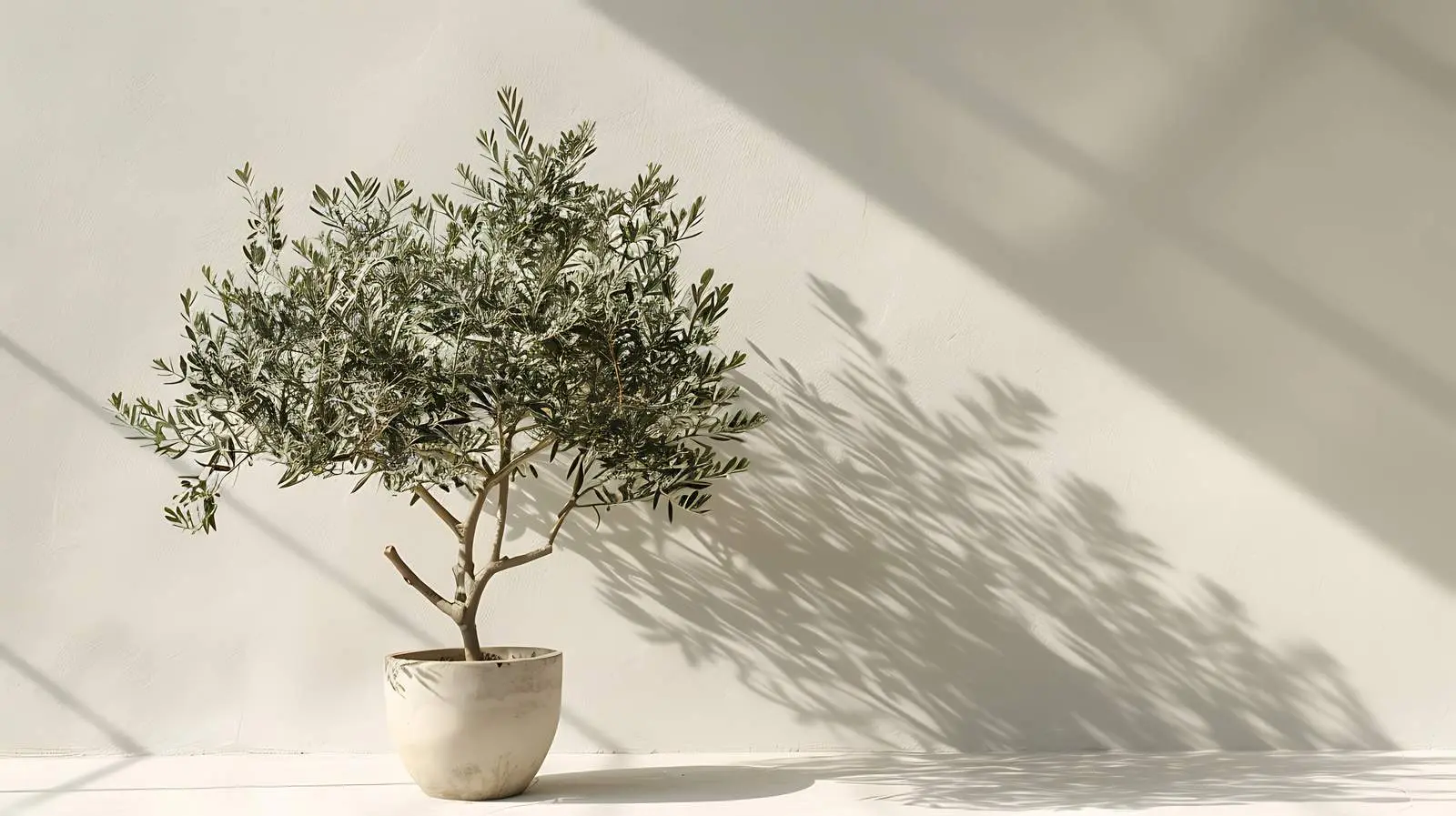Olive Tree in Pot with Sunlight Shadow — free download from Dotvec