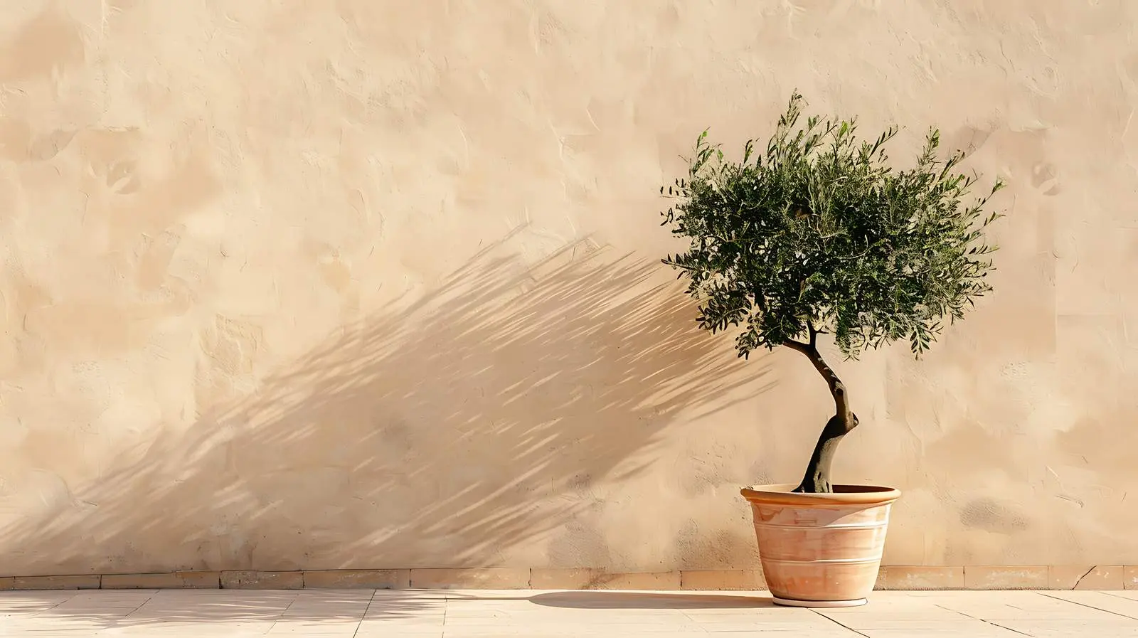 Olive Tree in Pot Against Beige Wall — free download from Dotvec