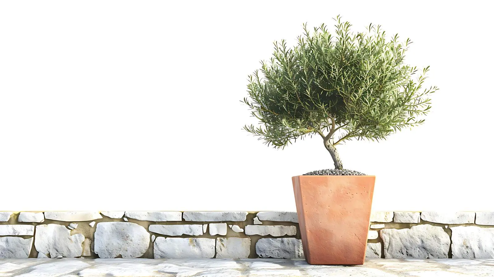 Olive Tree in Terracotta Pot on Cobblestone Path – free container image from Dotvec