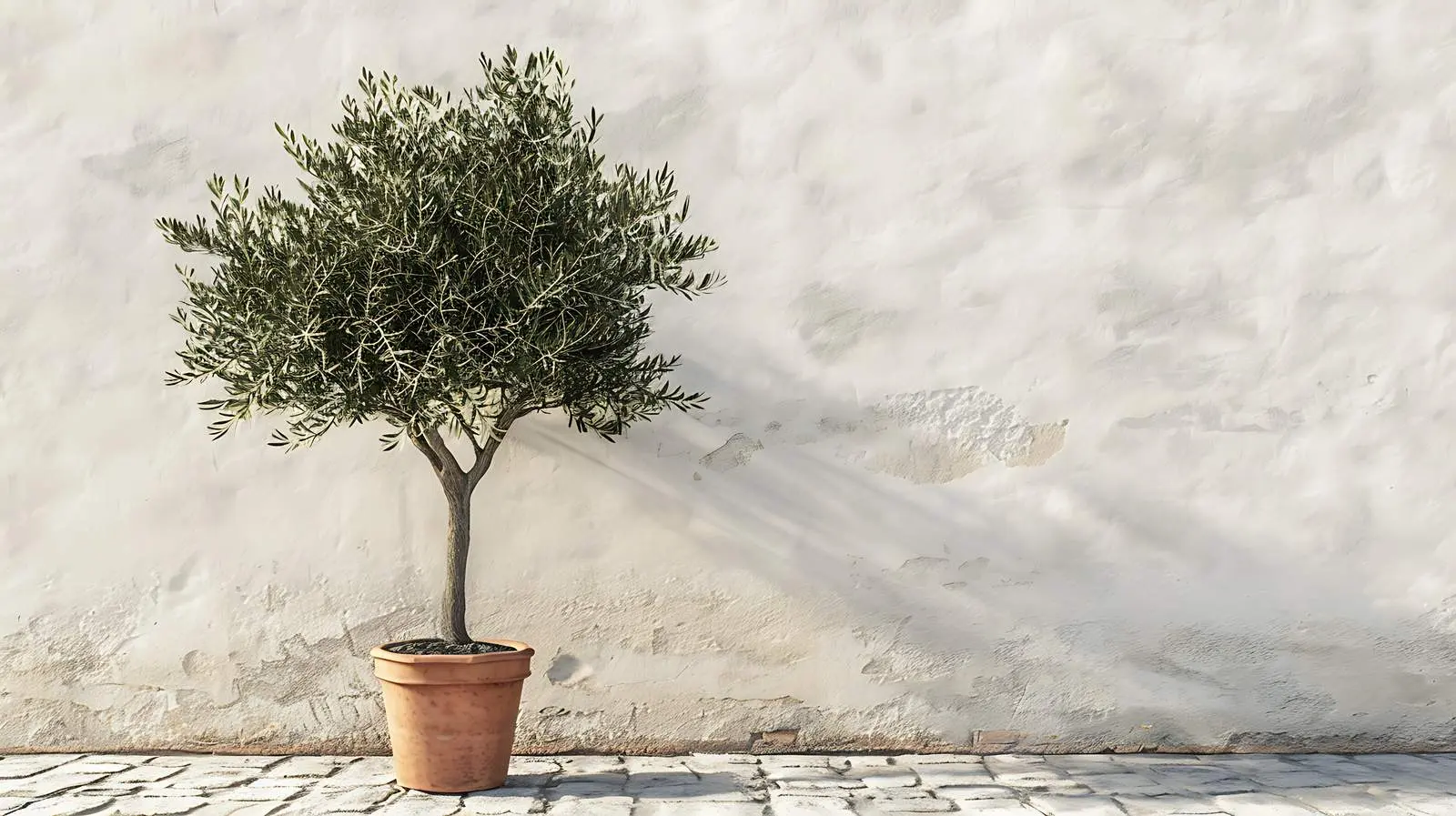 Olive Tree in Terracotta Pot on Cobblestone – free outdoor plants image from Dotvec