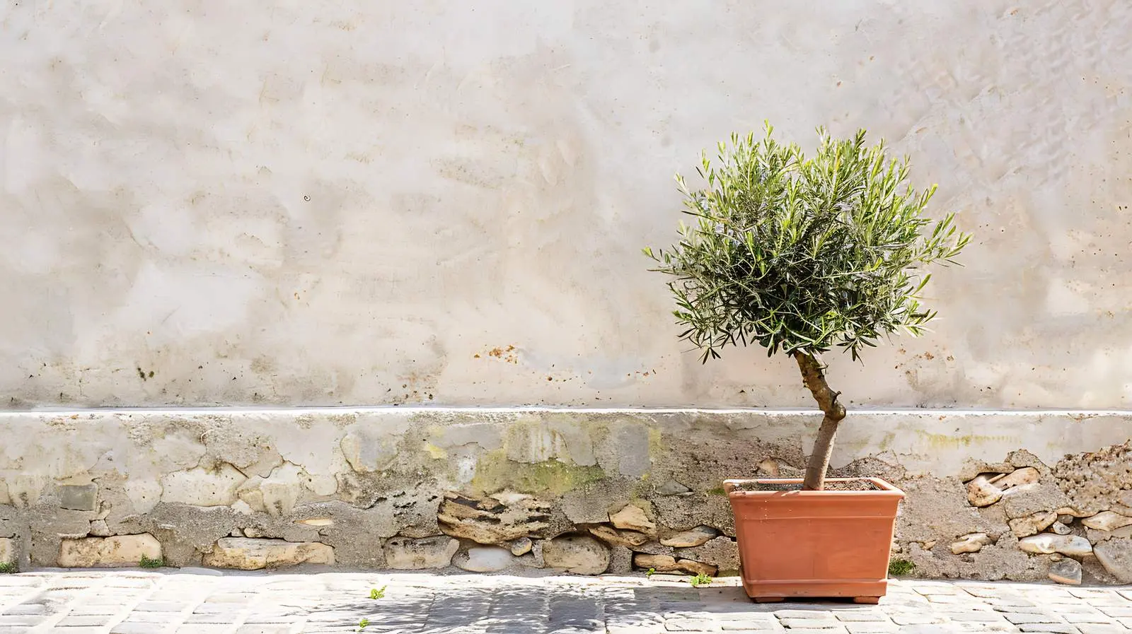 Olive Tree in Terracotta Pot on Cobblestone Path – free patio image from Dotvec