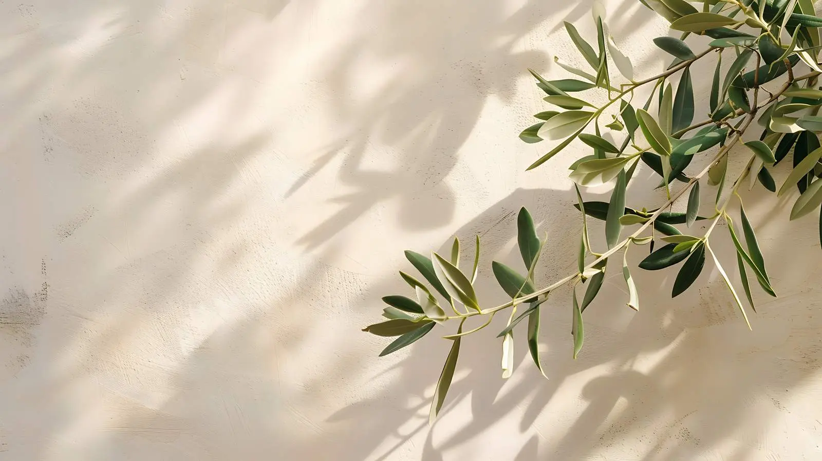 Olive Tree Leaves Against Beige Wall Background — free download from Dotvec