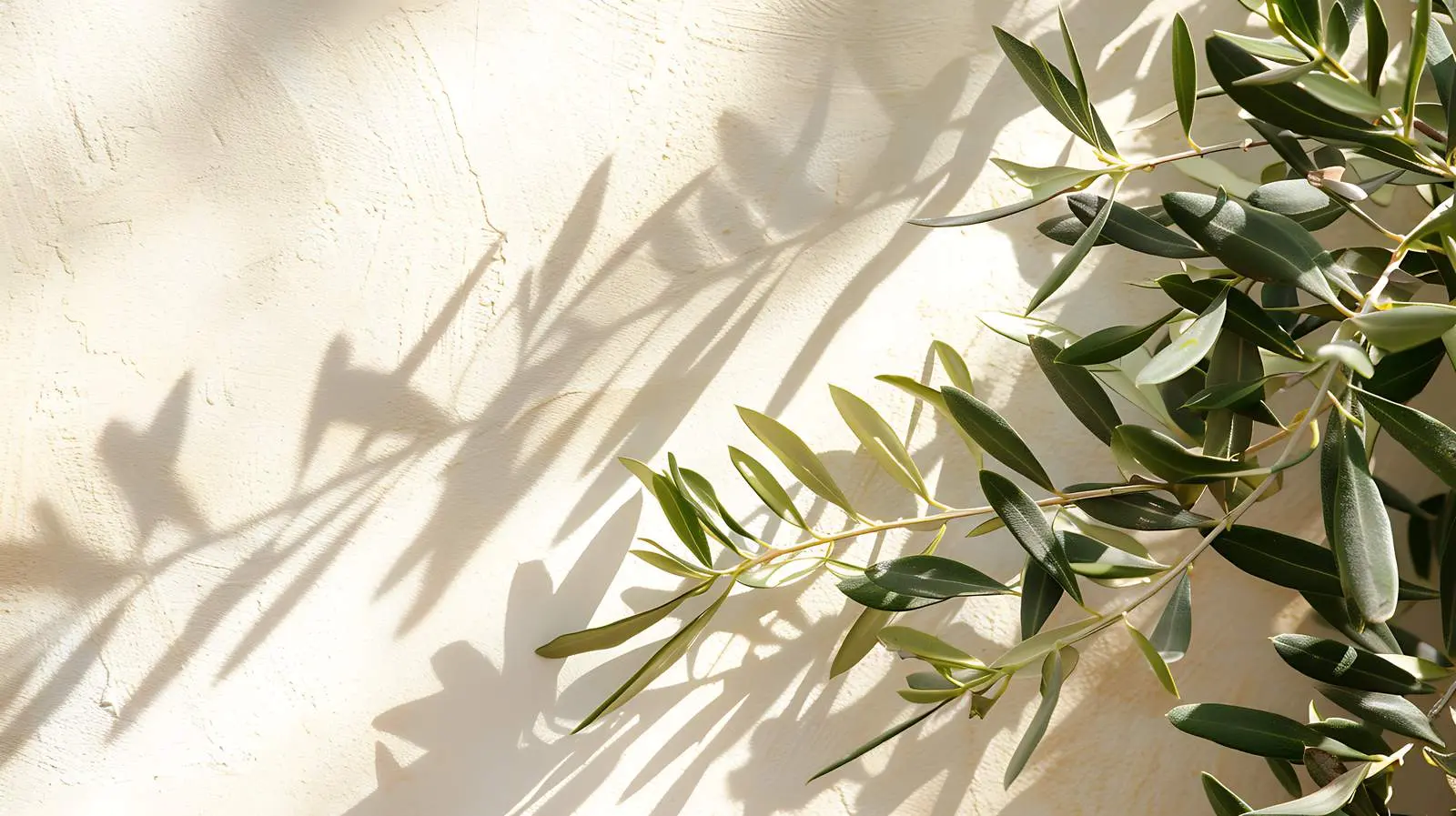 Olive Tree Leaves Against Beige Wall Background — free download from Dotvec