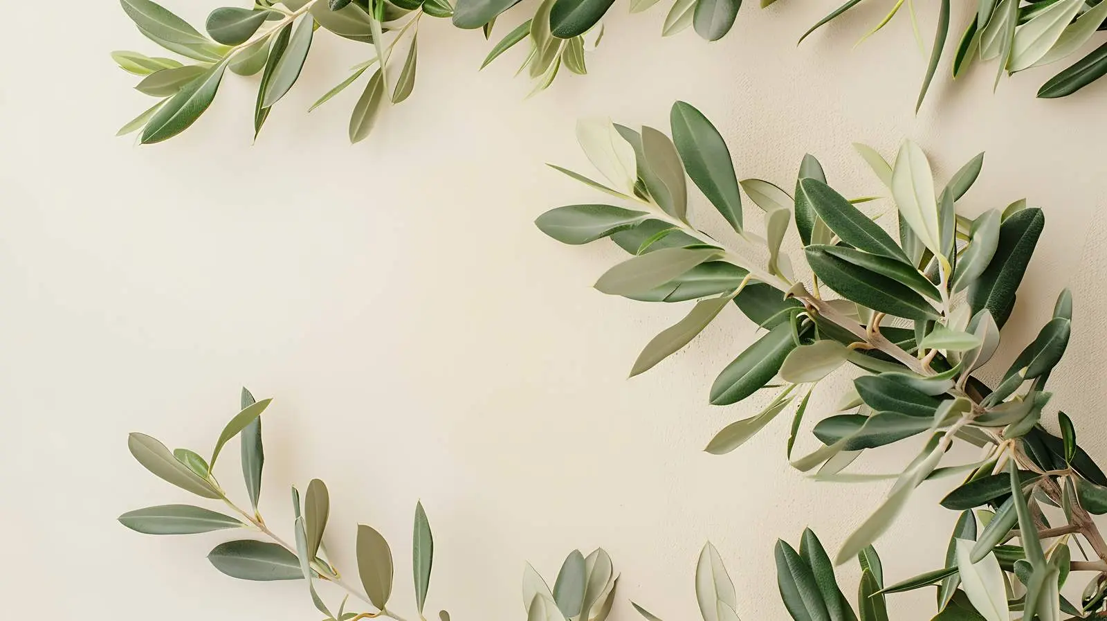 Olive Tree Leaves Against Beige Wall Background — free download from Dotvec