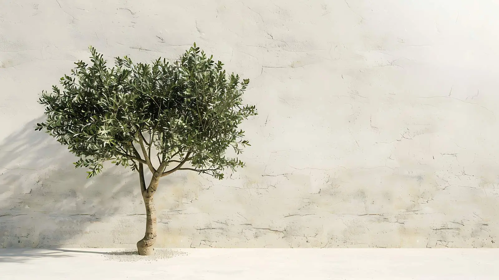 Olive Tree Against Beige Wall Background — free download from Dotvec