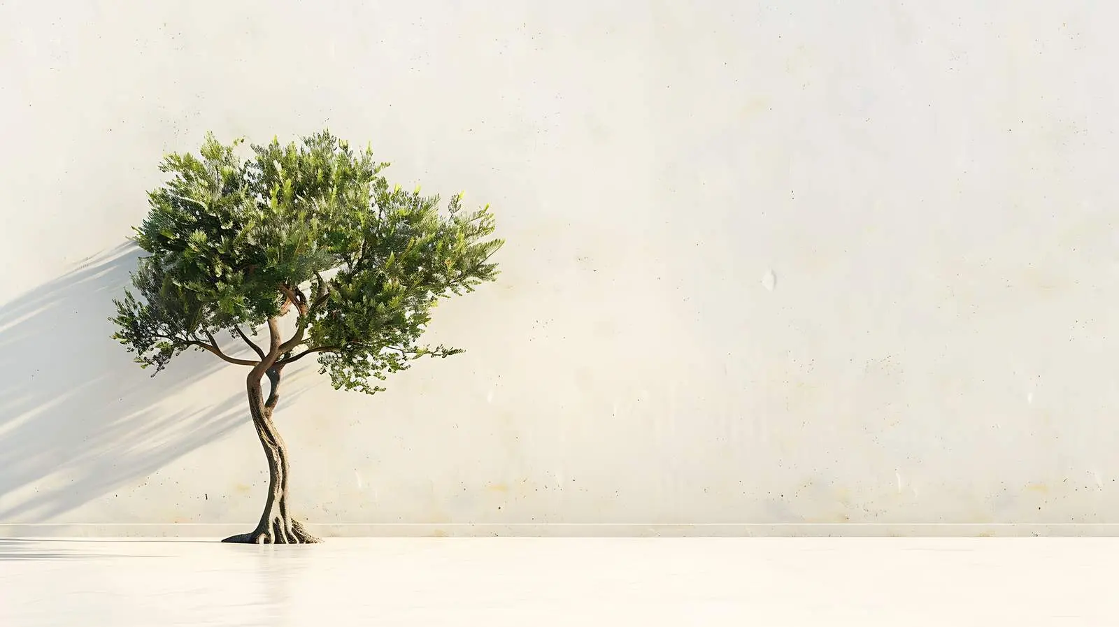 Olive Tree Near Beige Wall Isolated on White — free download from Dotvec