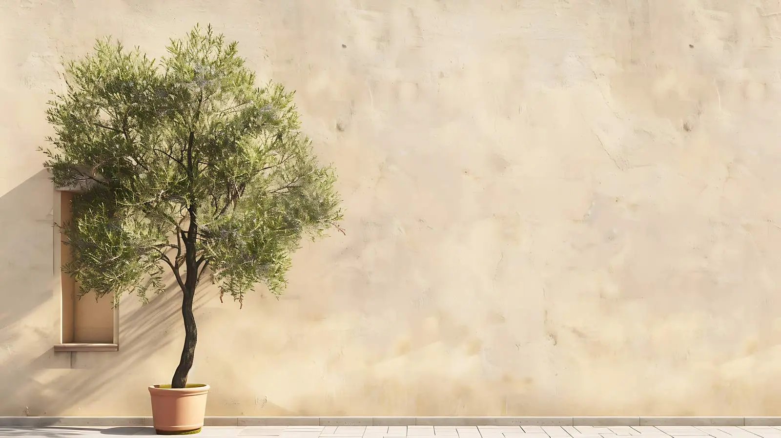 Olive Tree Against Beige Wall in Historical Setting — free download from Dotvec