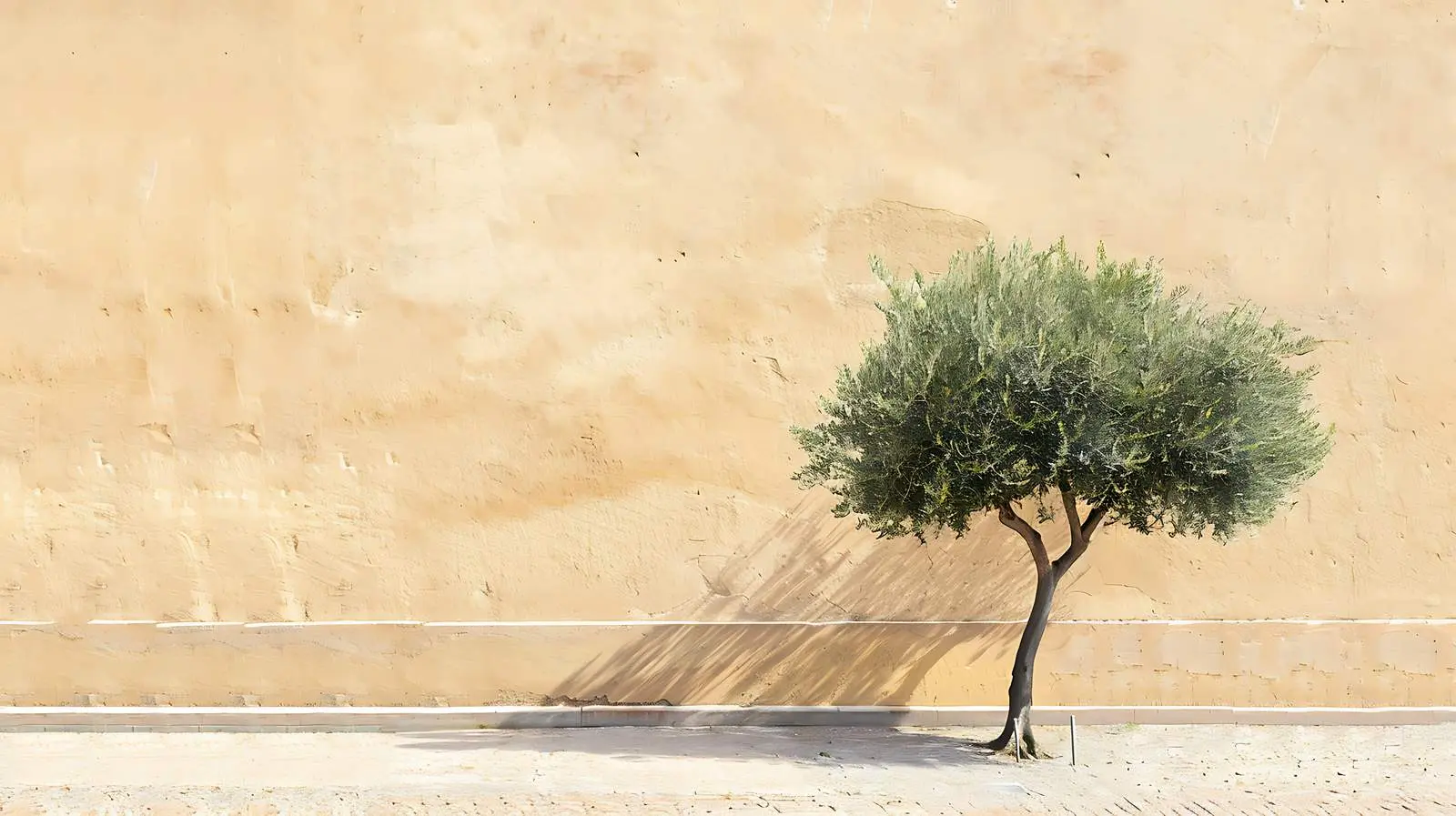 Olive Tree Against Beige Wall in Historic Setting – free calming atmosphere image from Dotvec