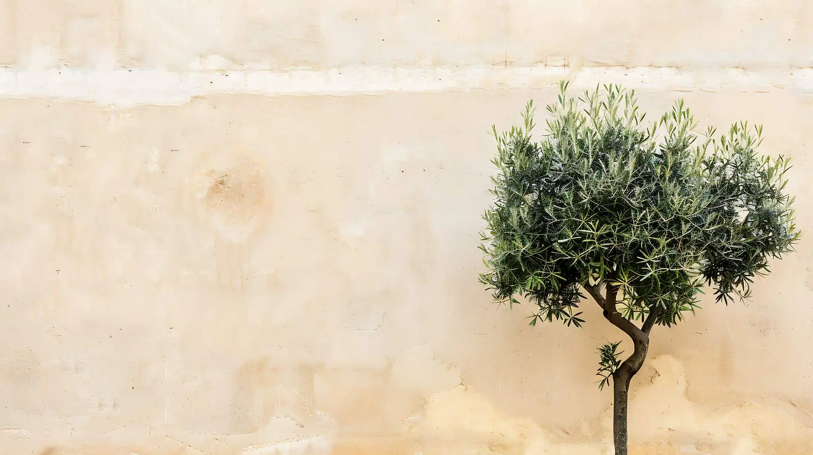 Olive Tree Against Beige Wall in Historic Setting — free download from Dotvec