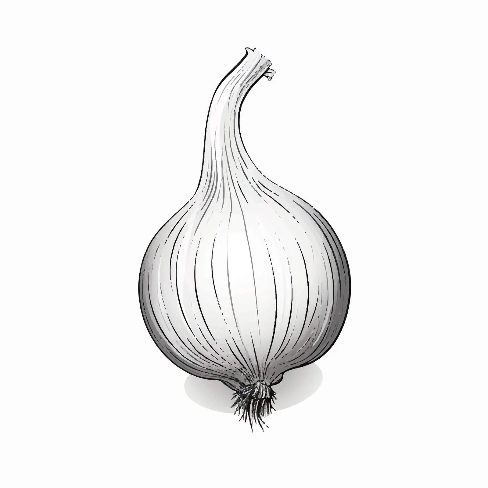 Onion Outline Illustration on White Background — free download from Dotvec