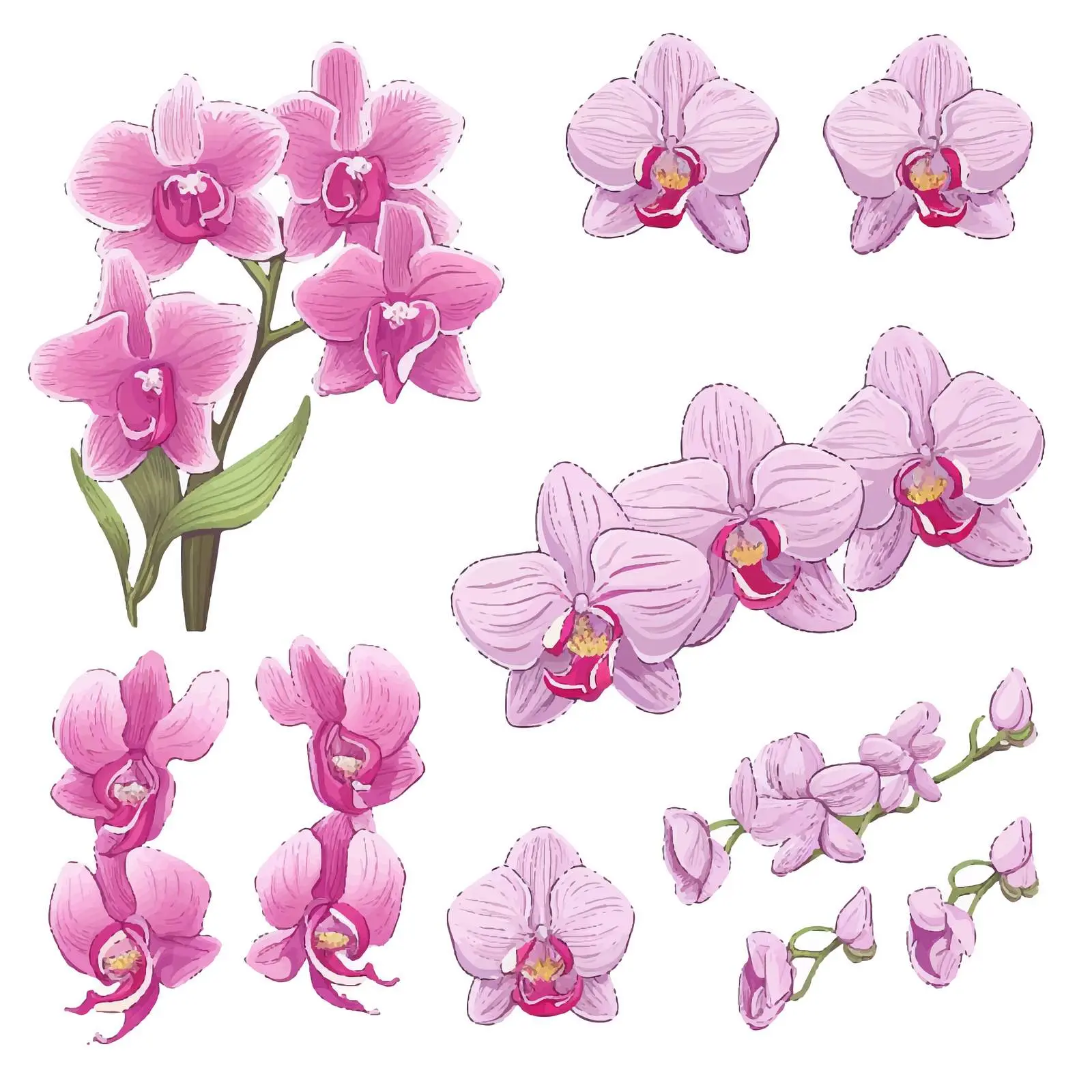 Orchid Flower Line Vector Illustration on White Background — free download from Dotvec