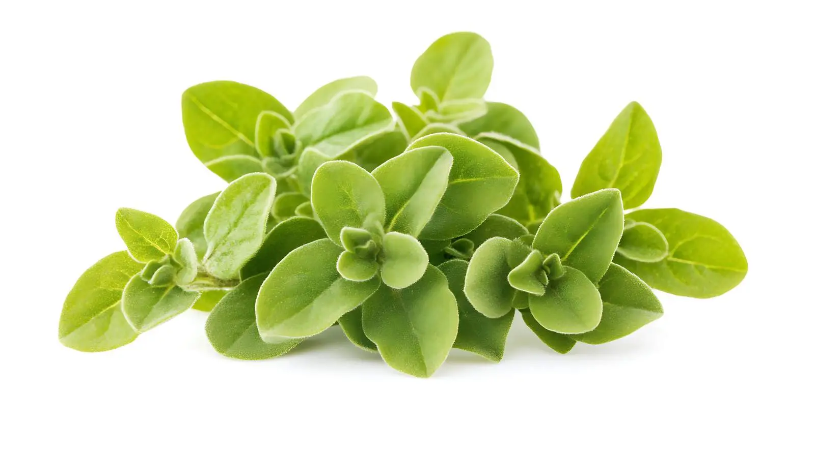 Herb Leaves on White Background — free download from Dotvec