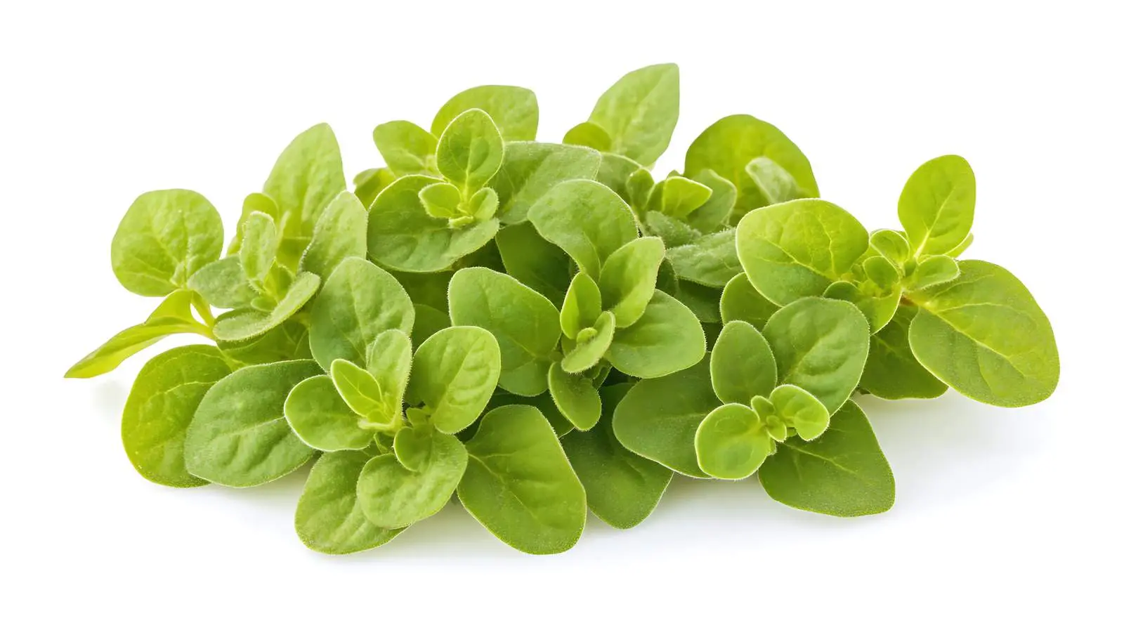 Herb Leaves Isolated on White Background — free download from Dotvec