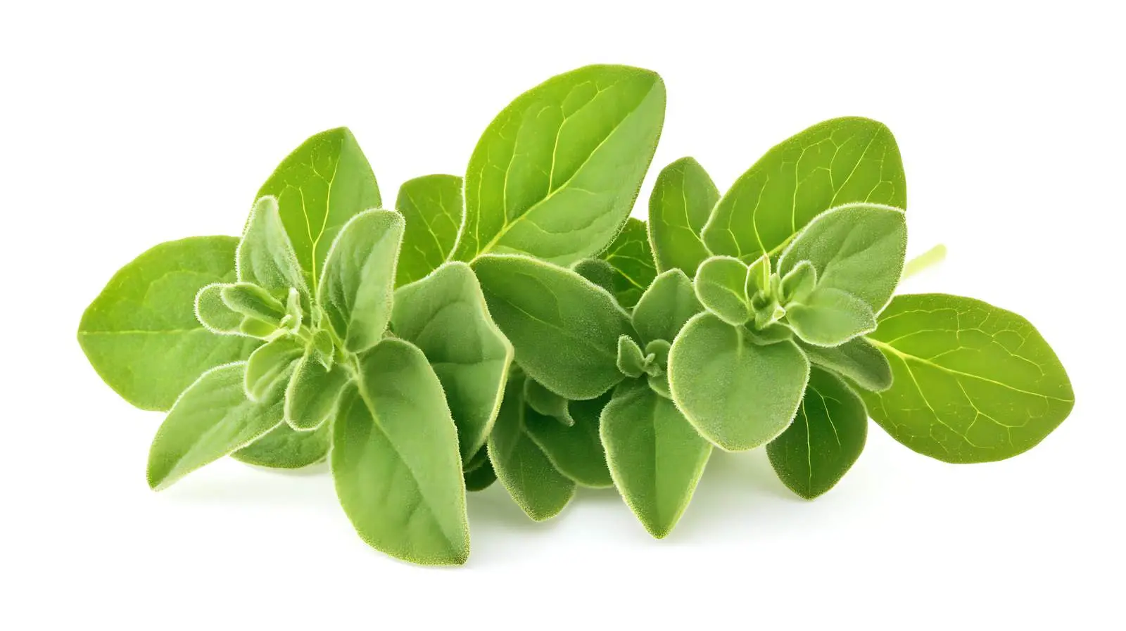 Herb Leaves on White Background — free download from Dotvec