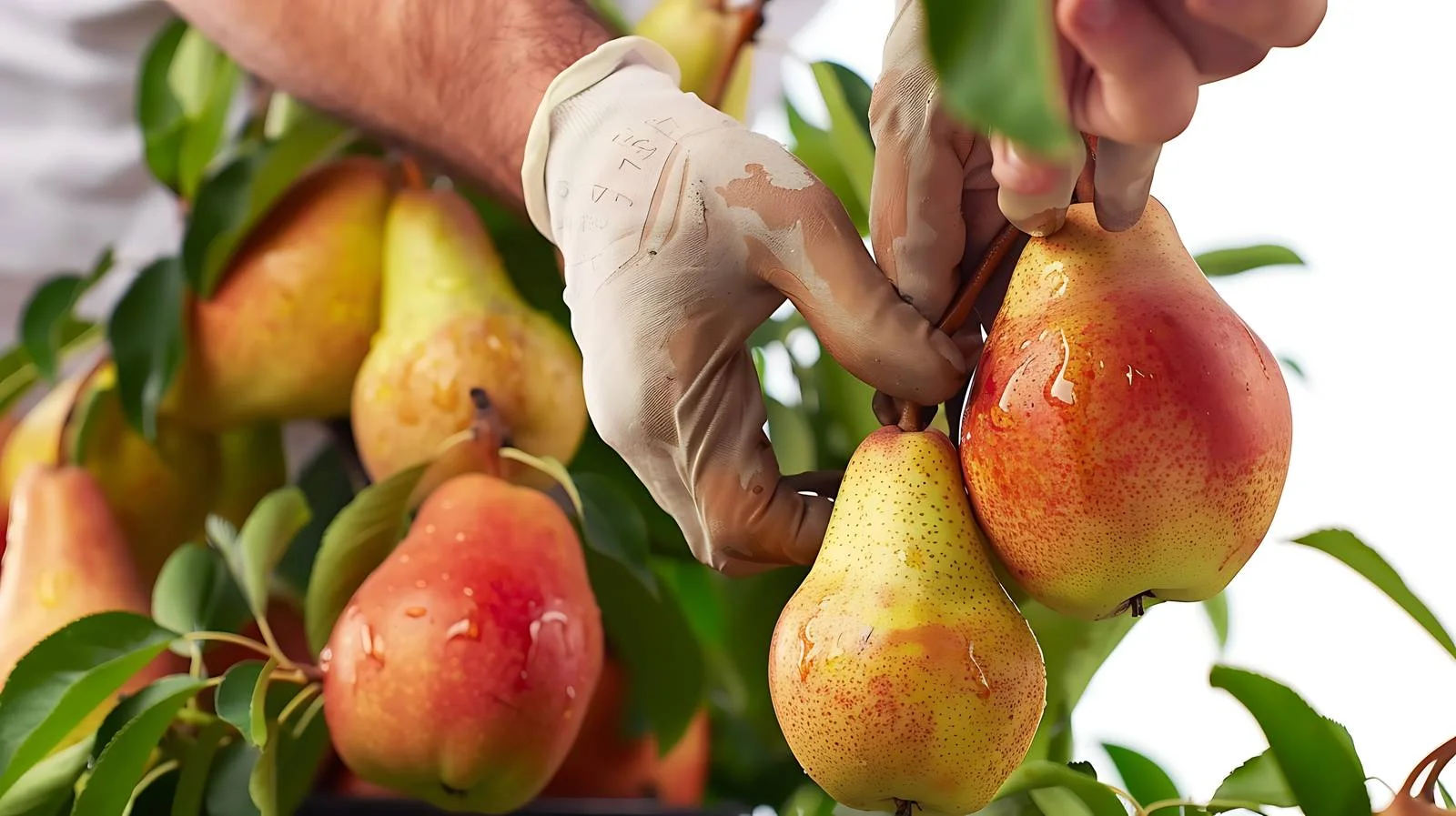 Organic Williams Pear Harvesting — free download from Dotvec