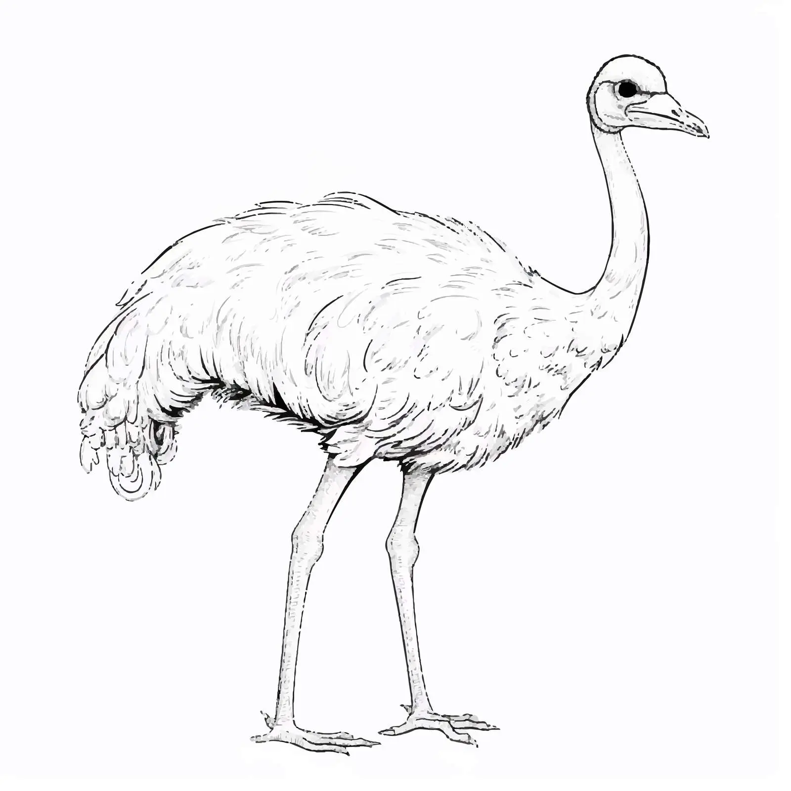 Cartoon Ostrich Outline Vector Illustration — free download from Dotvec