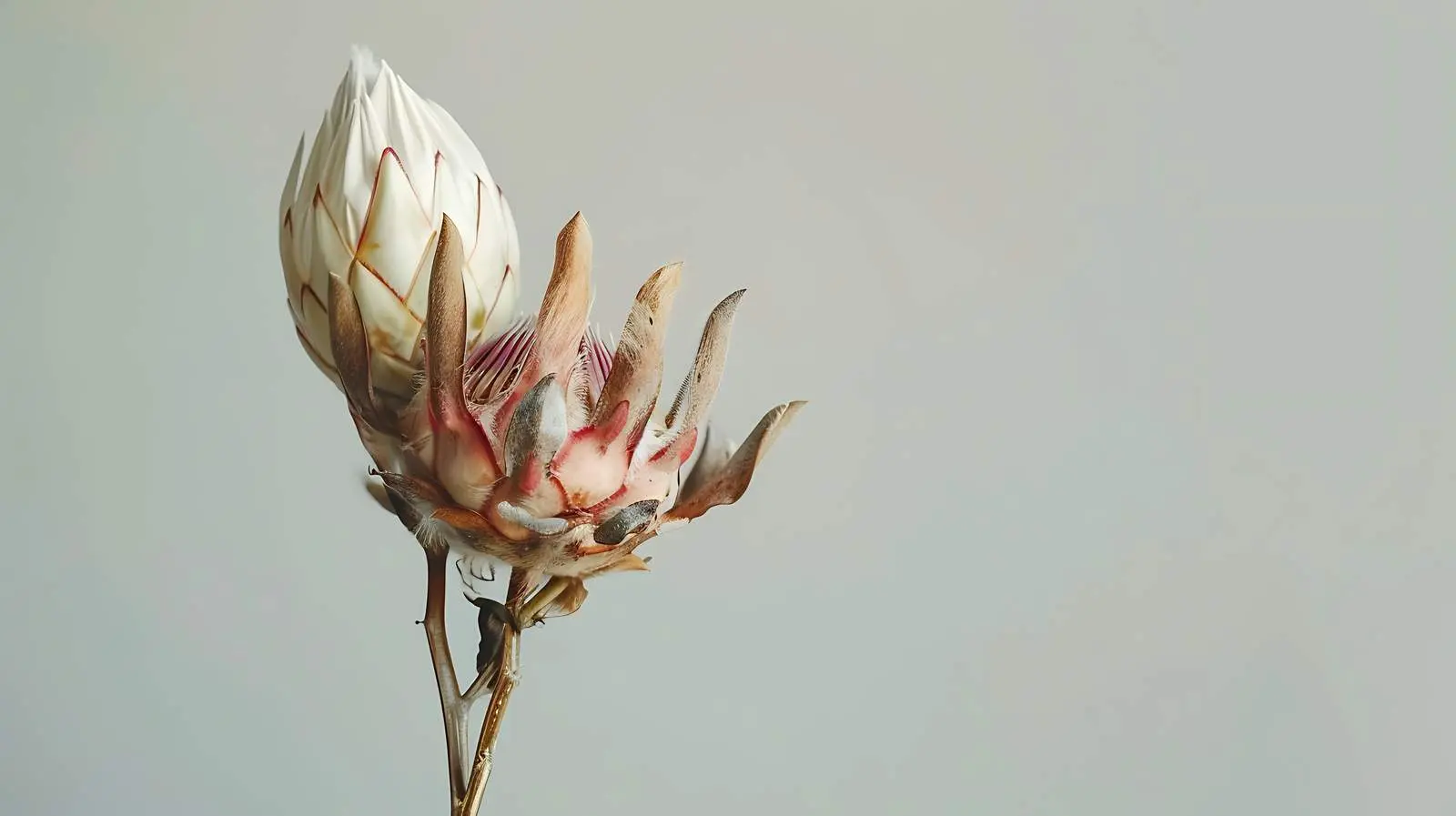Elegant Dried Protea Flower in Soft Focus — free download from Dotvec