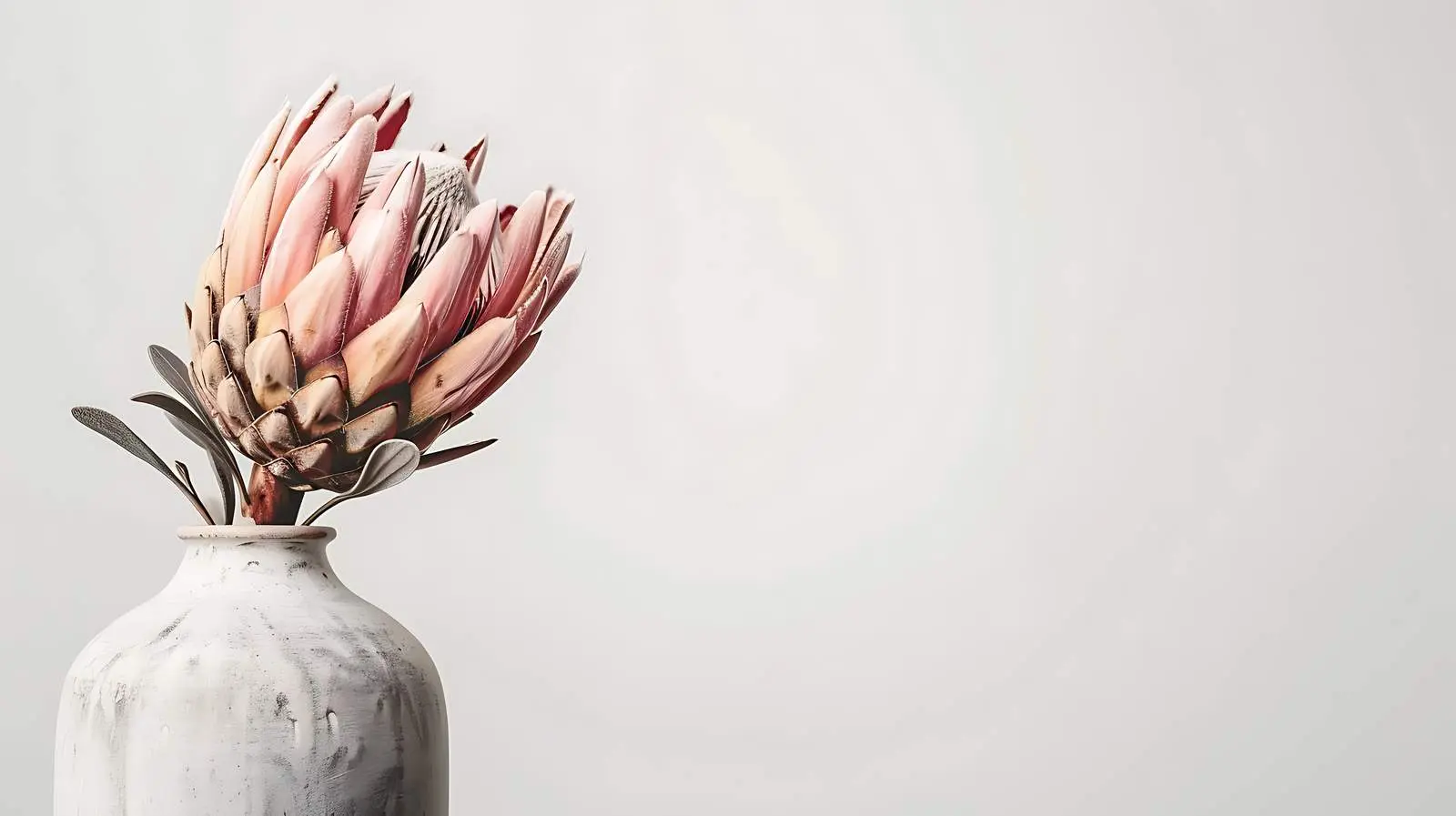 Elegant Dried Protea Flower Image — free download from Dotvec