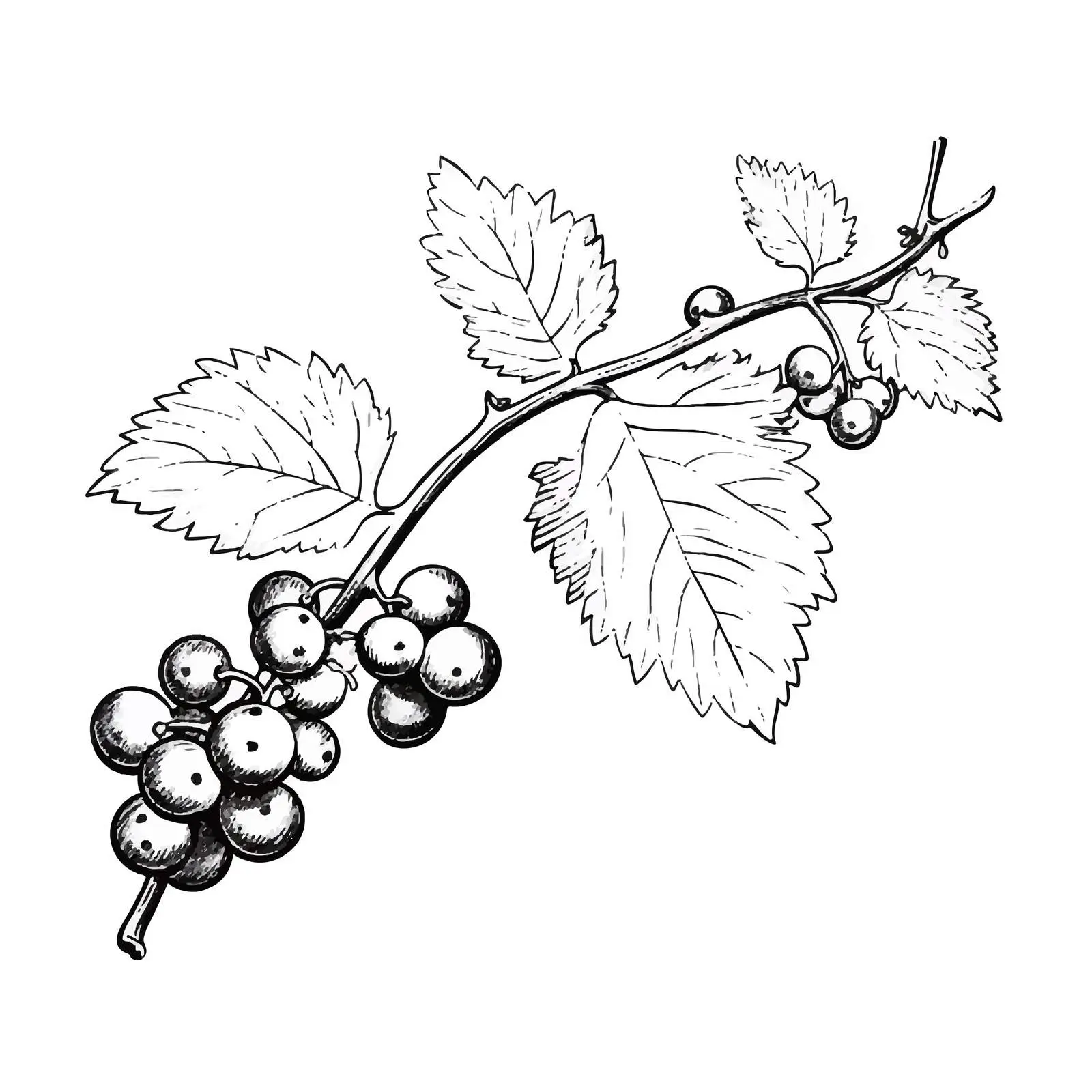 Botanical Drawing of Redcurrant Branch — free download from Dotvec