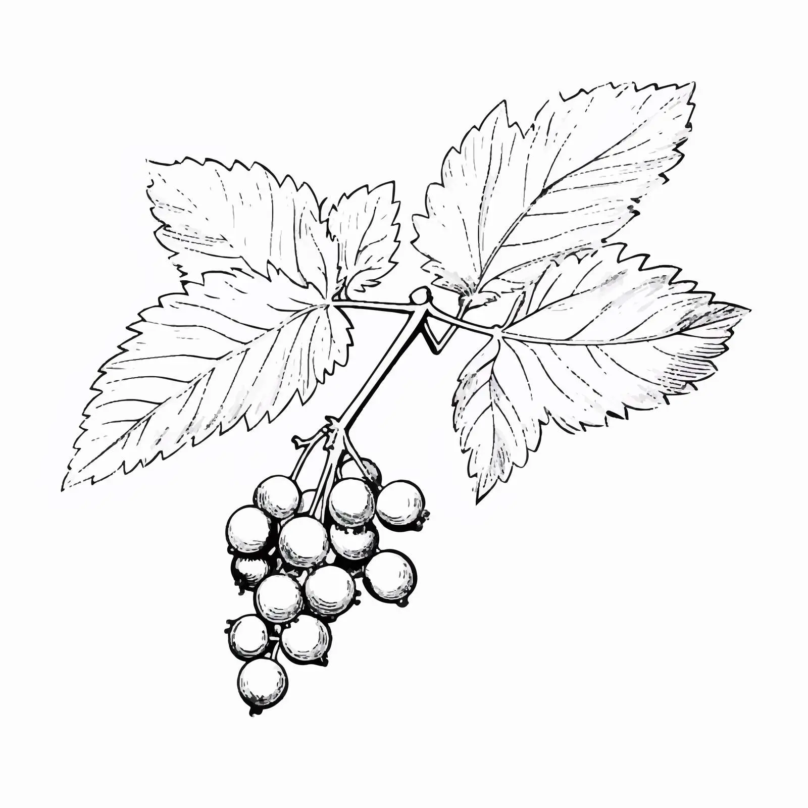 Botanical Drawing of Redcurrant Branch – free colorful drawings image from Dotvec