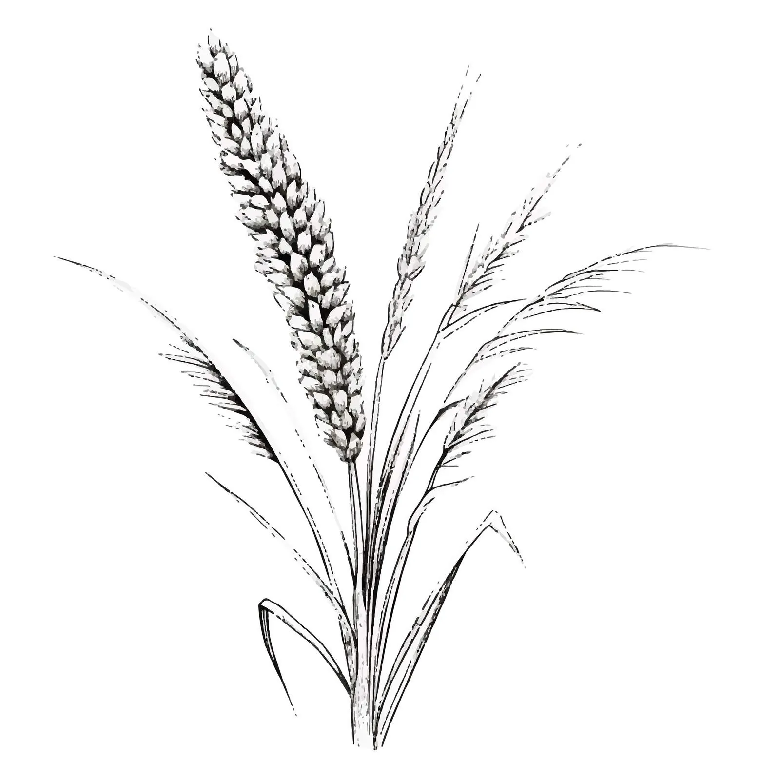 Vintage Foxtail Botanical Sketch Illustration — free download from Dotvec