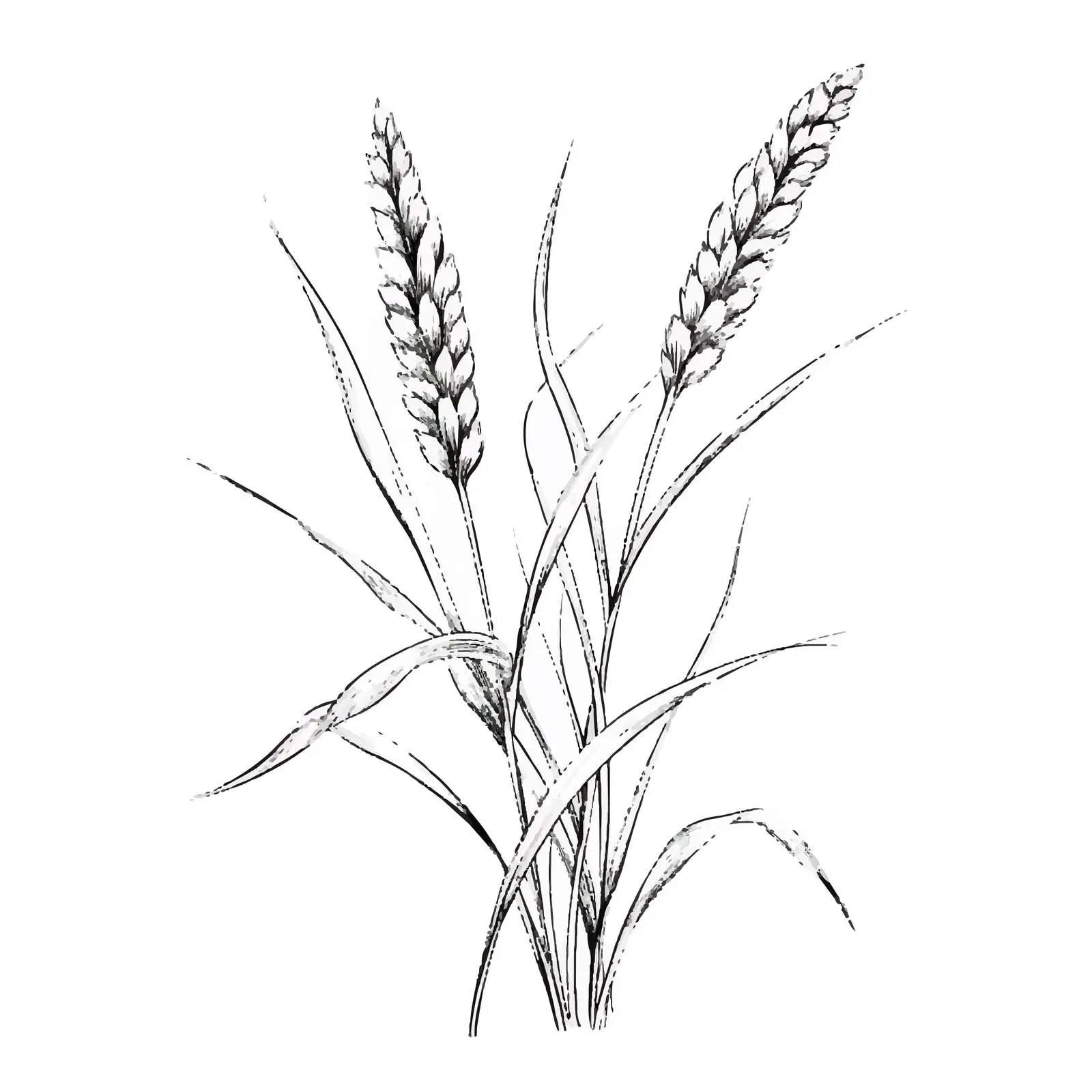 Outlined Sketch of Reed Grass — free download from Dotvec