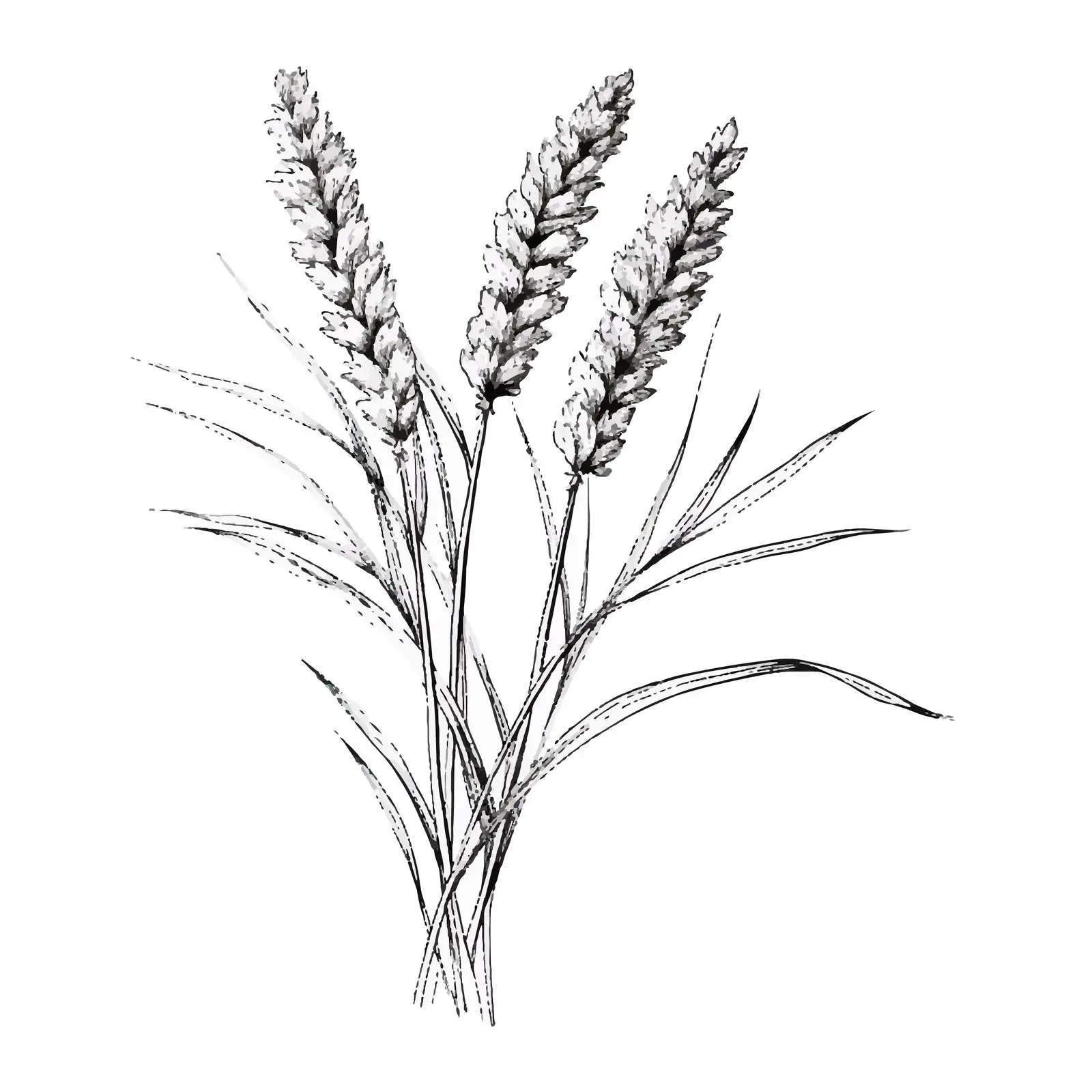 Outlined Reed Grass Botanical Sketch Illustration – free sketchy style image from Dotvec